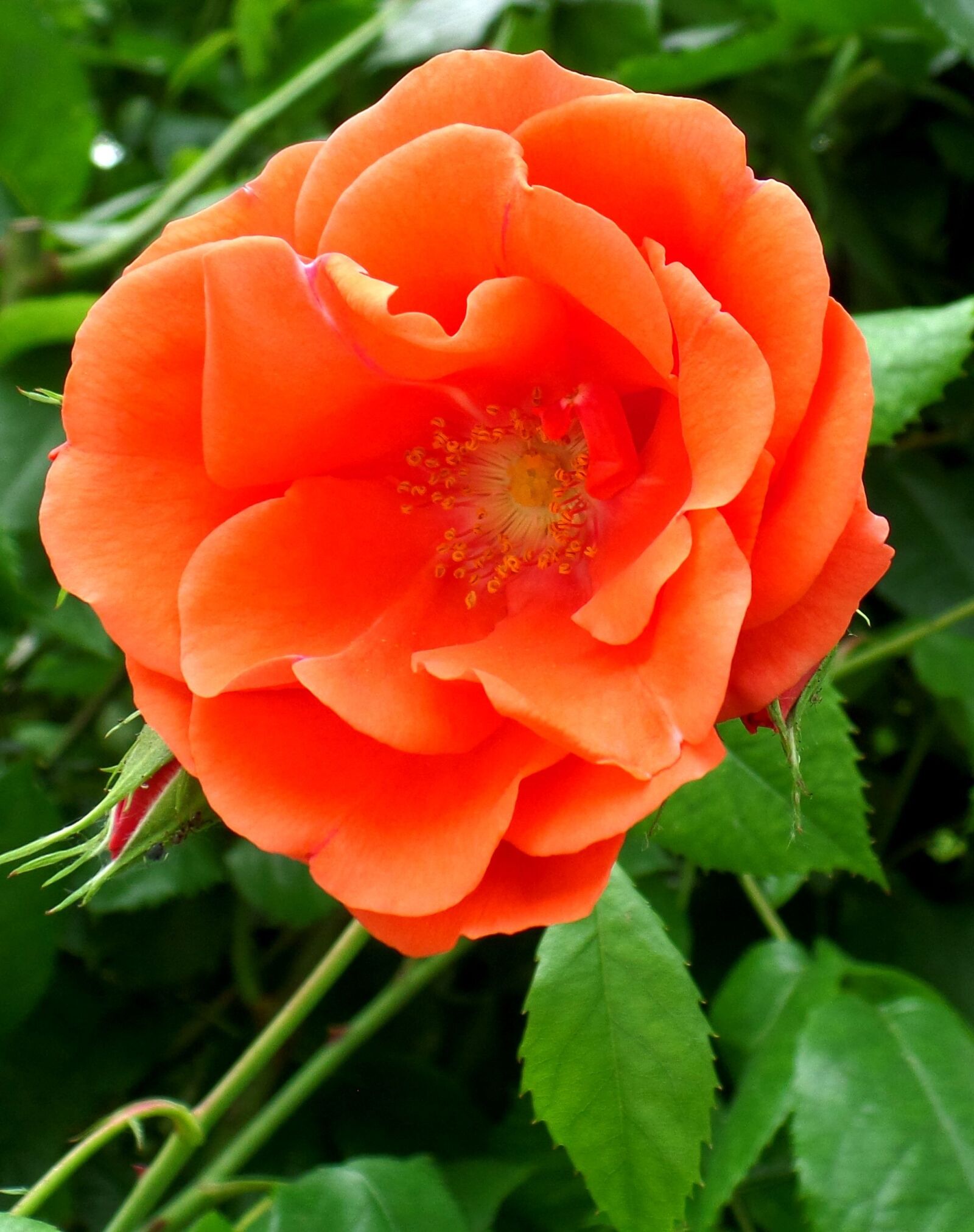 Samsung WB800F sample photo. Rose, orange, flower photography