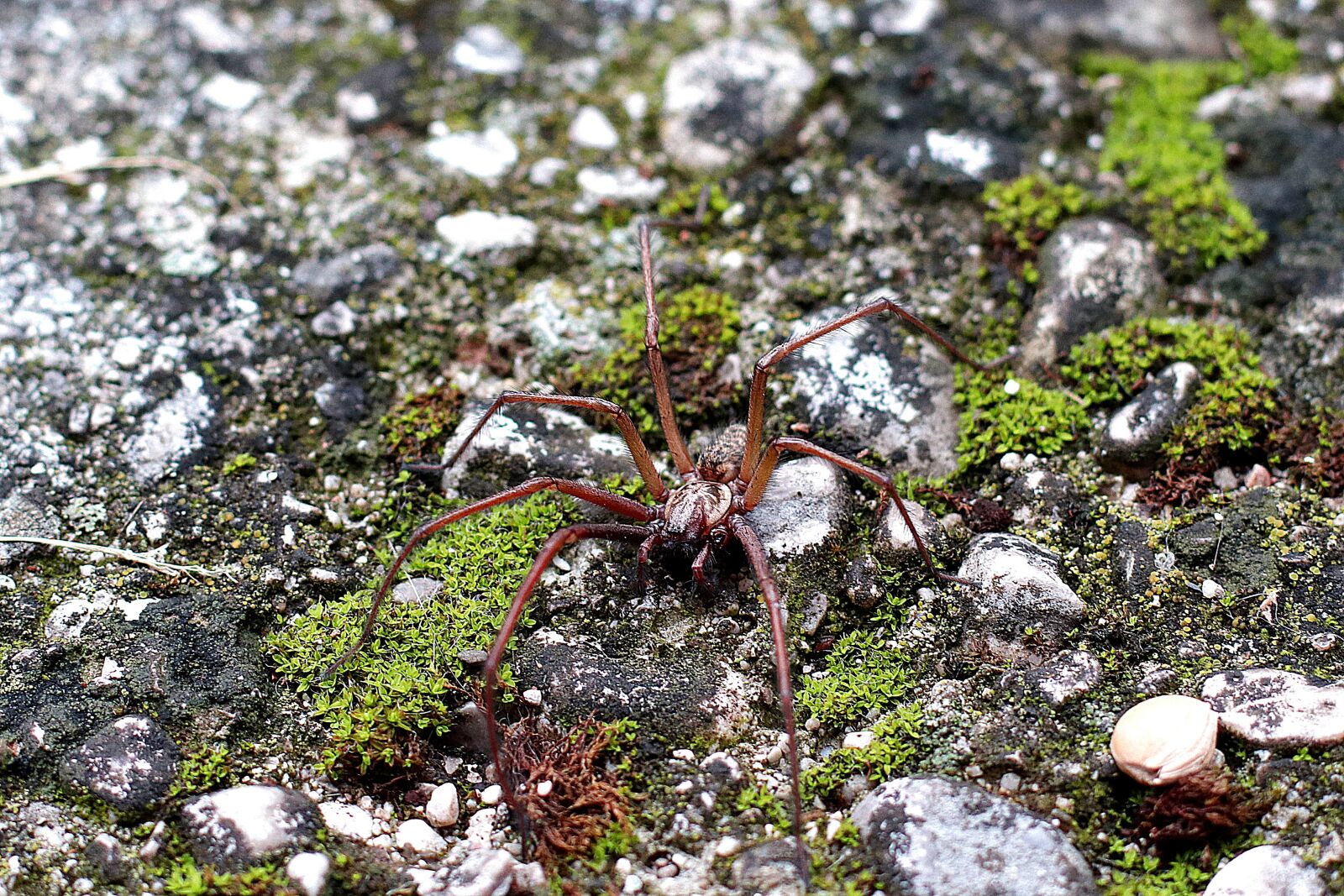 Canon EF 50mm F1.4 USM sample photo. Arachnid, spider, close up photography