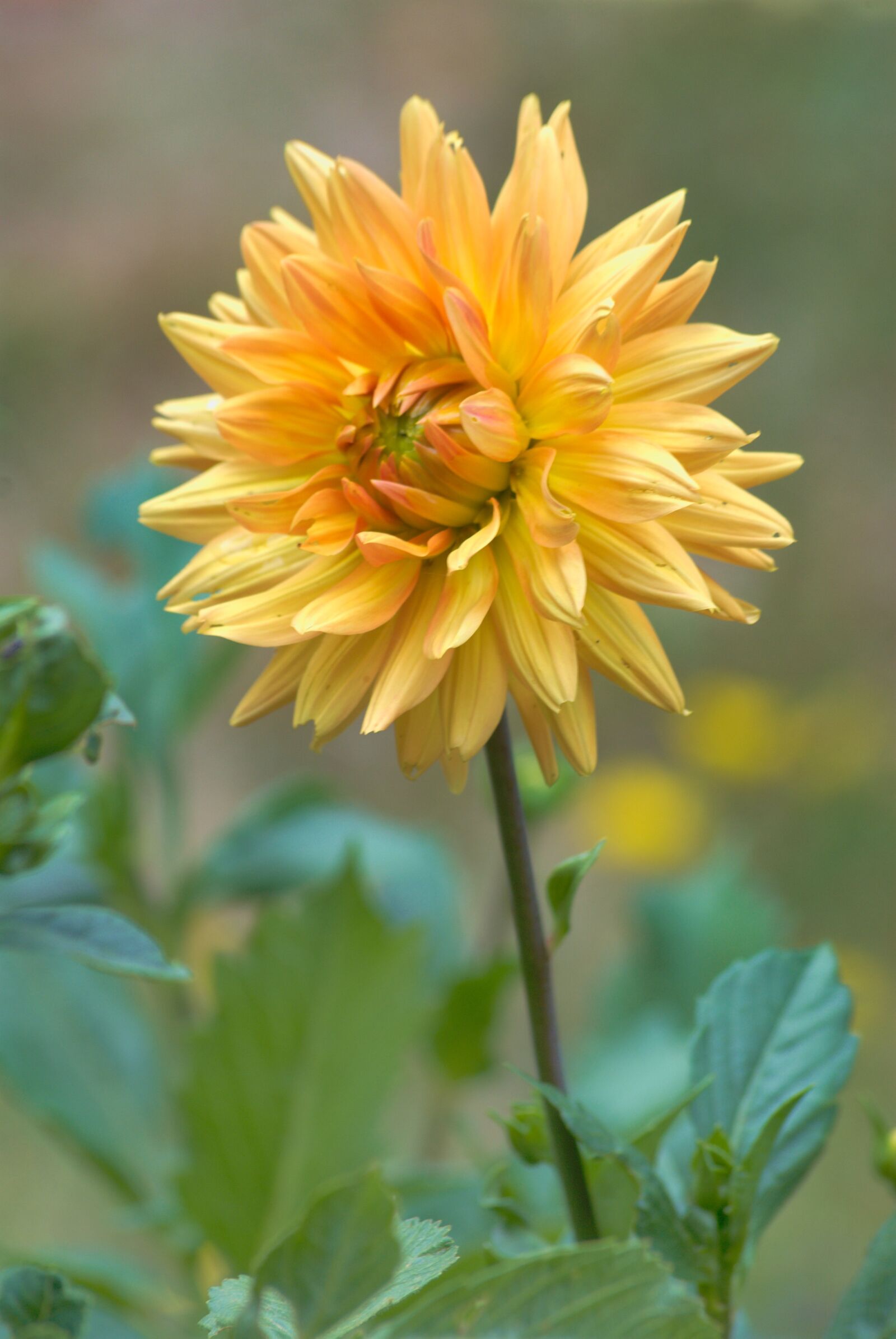 Nikon D80 sample photo. Dalia, dahlia, flower photography