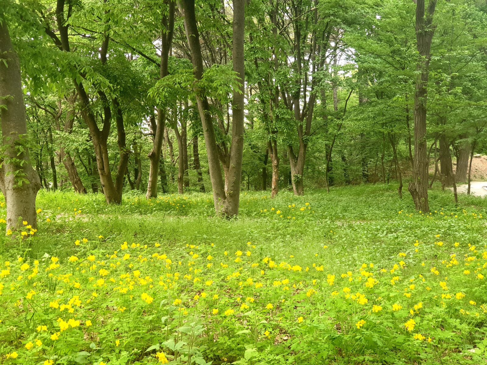 Samsung Galaxy Note9 sample photo. Nature, spring, wood photography