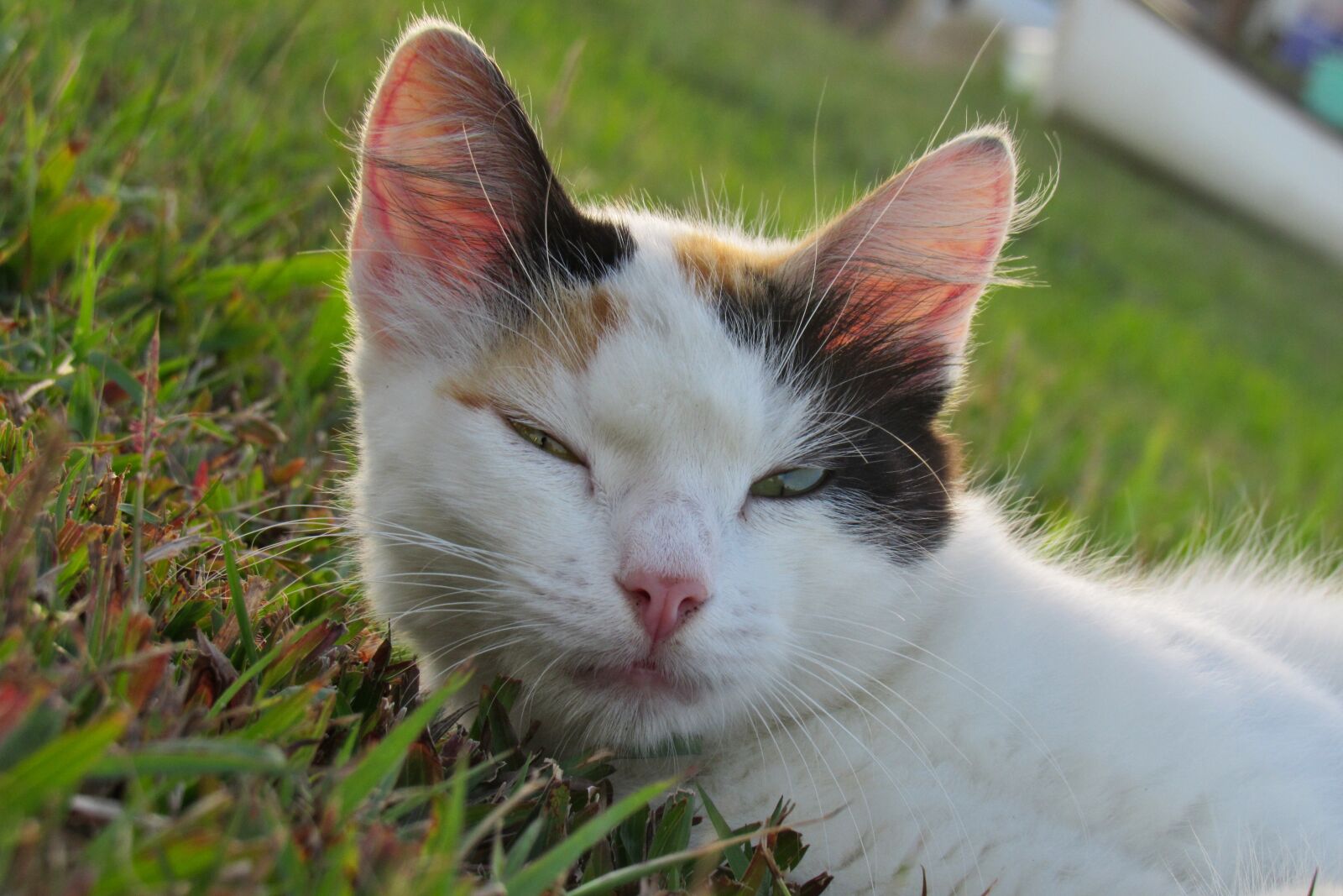 White pets