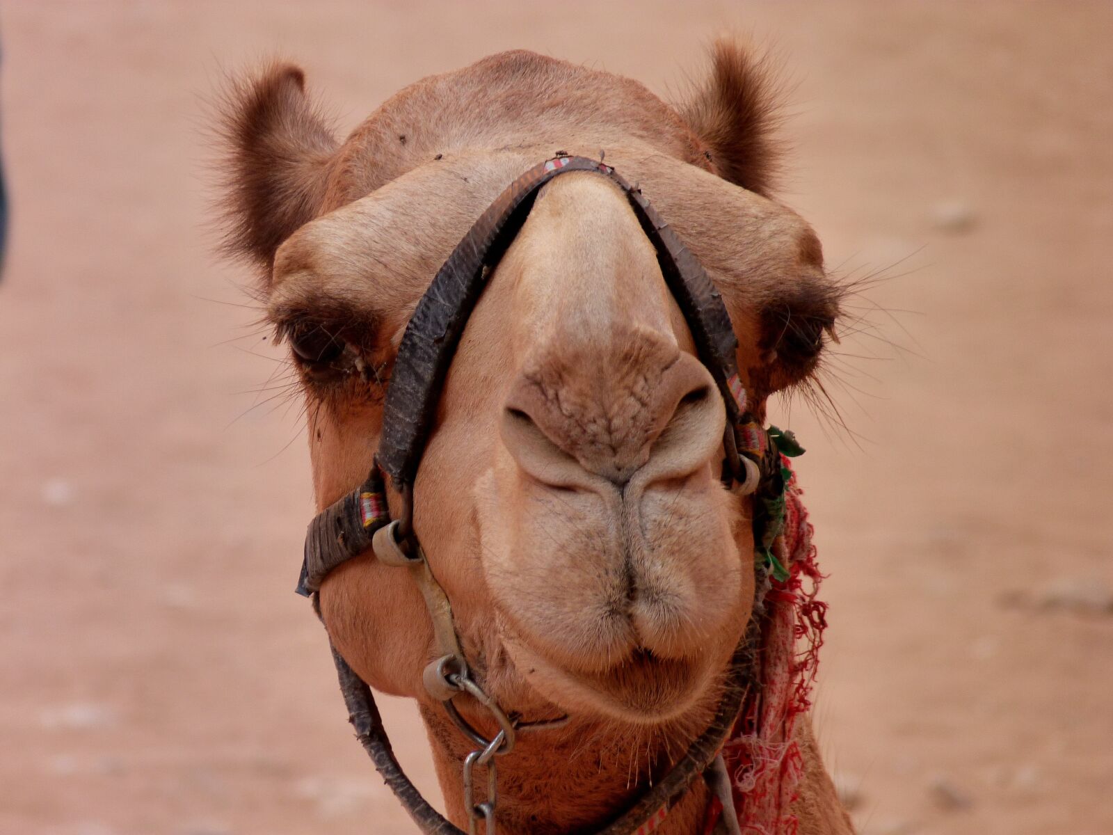 Panasonic Lumix DMC-FZ40 (Lumix DMC-FZ45) sample photo. Camel, desert, mammals photography