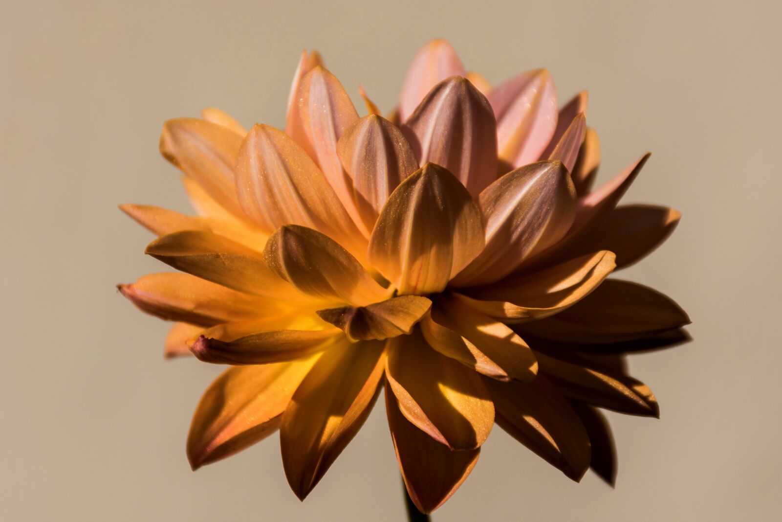 Nikon D7200 sample photo. Flower, spring, nature photography