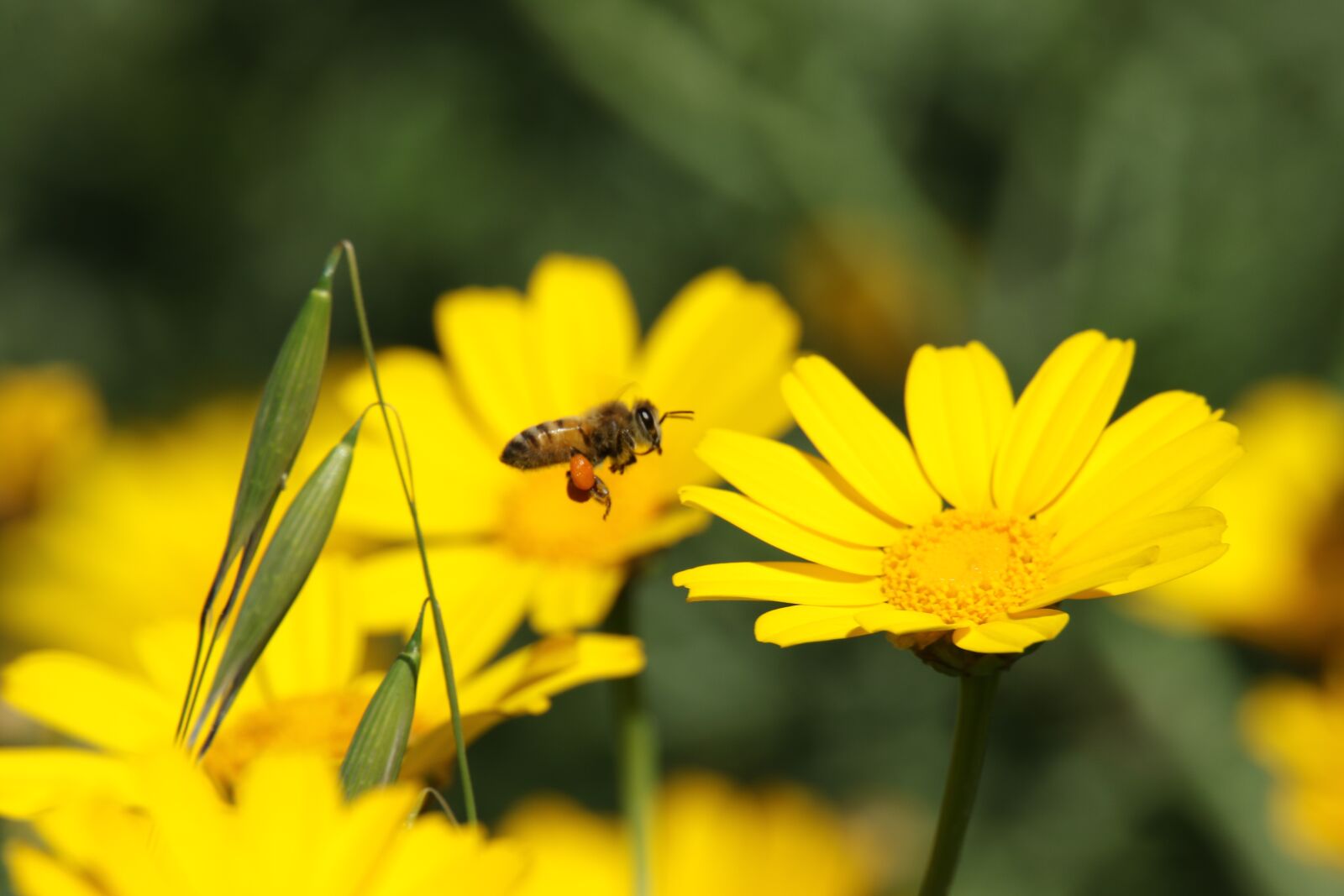 Canon EOS 7D Mark II sample photo. Bee, flower, field photography