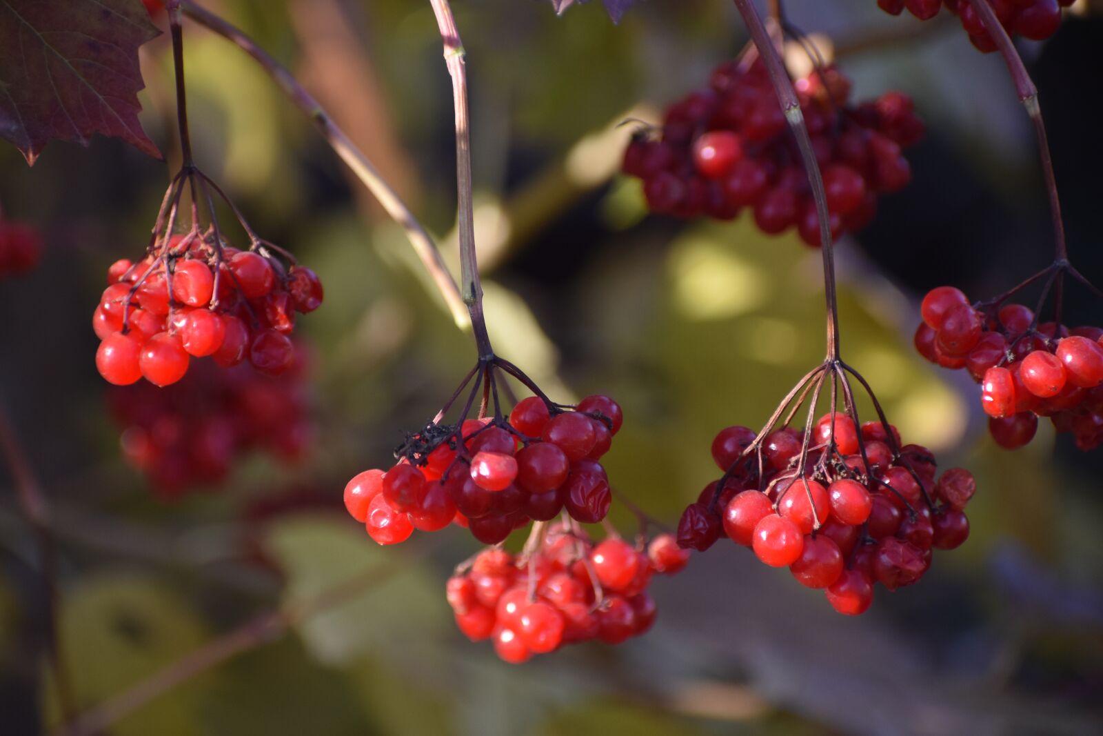 Nikon D3400 sample photo. Autumn, viburnum, berry photography