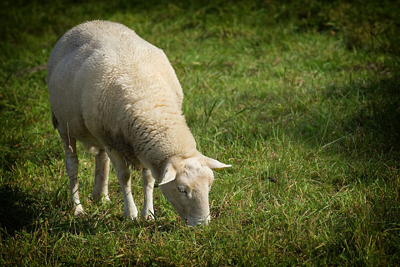 Nikon D7200 sample photo. Sheep, pasture, wool photography
