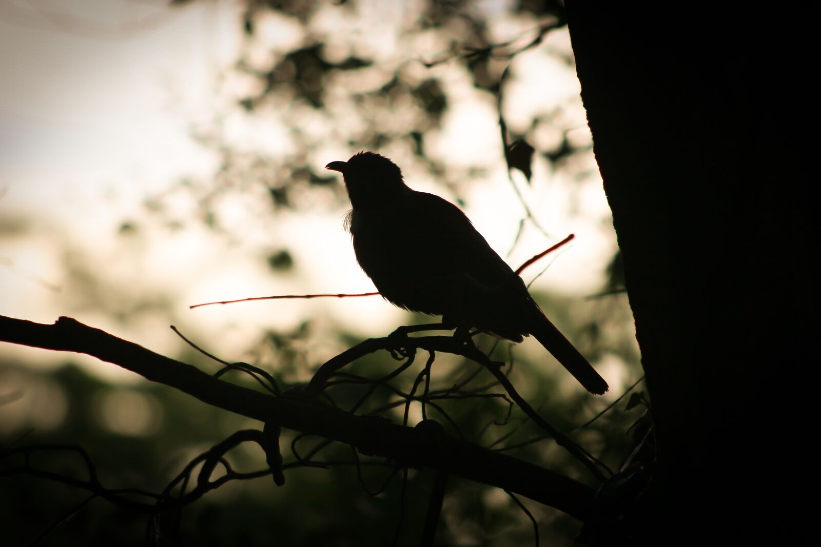 Canon EOS 20D sample photo. Bird, branch, morning photography