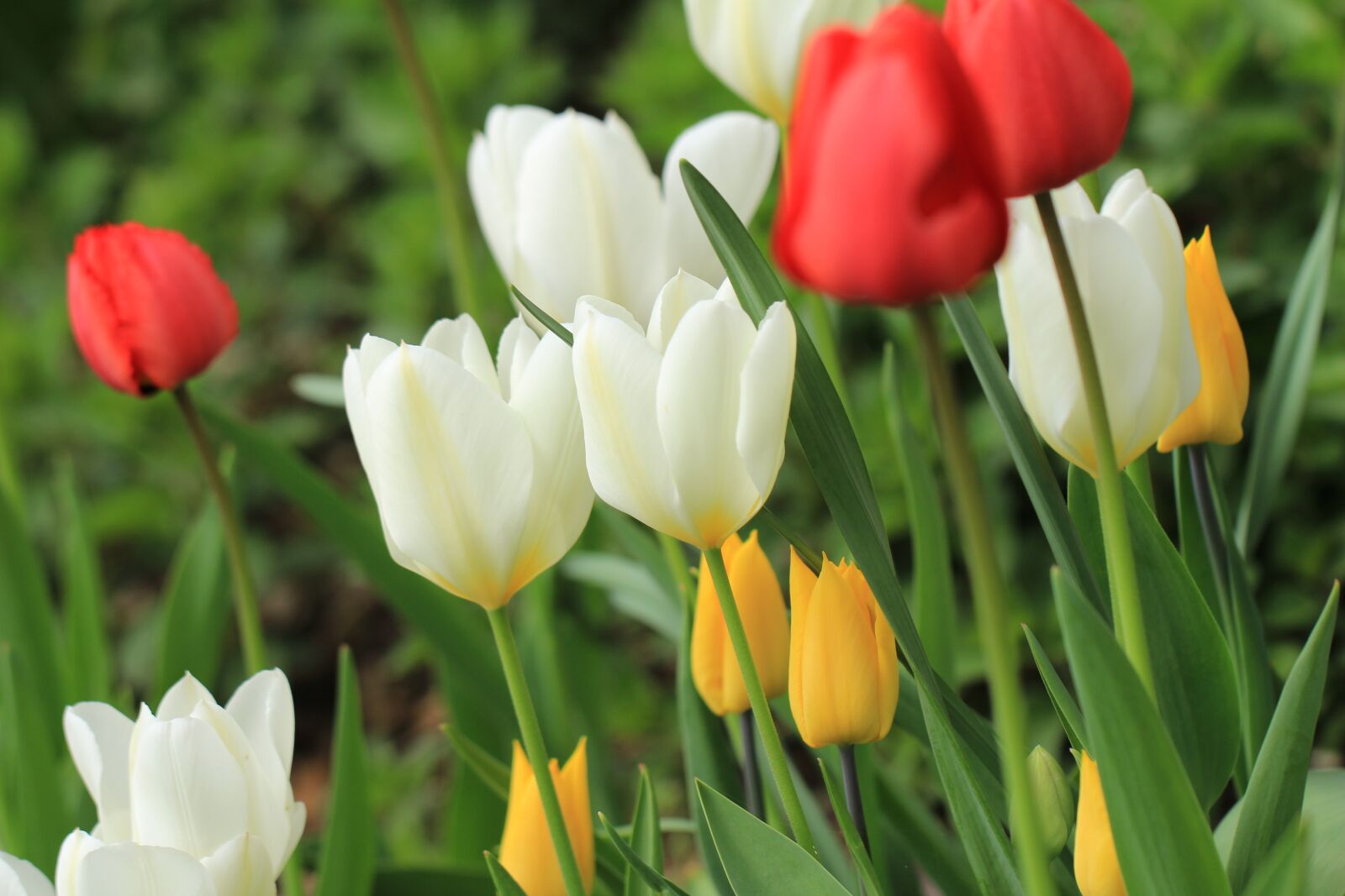 Canon EOS 650D (EOS Rebel T4i / EOS Kiss X6i) + Canon EF 100mm F2.8L Macro IS USM sample photo. Tulips, spring flowers, spring photography