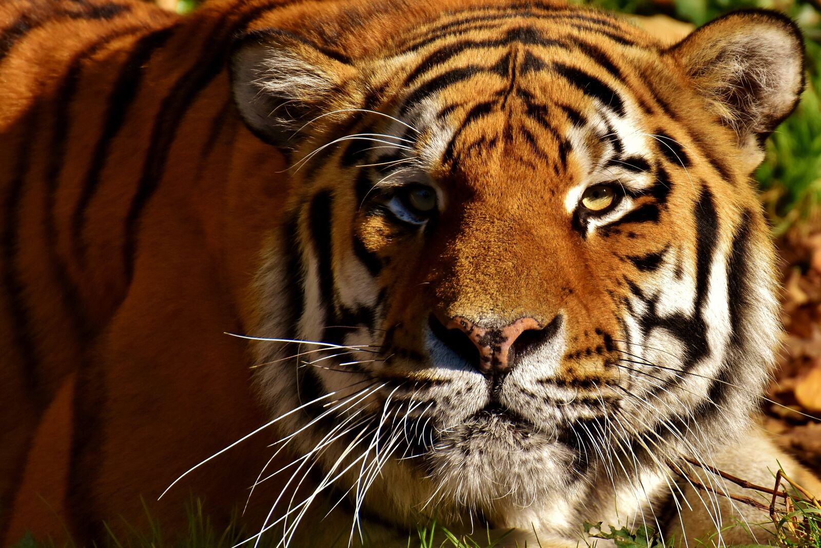 Nikon D7200 sample photo. Tiger, predator, lurking photography