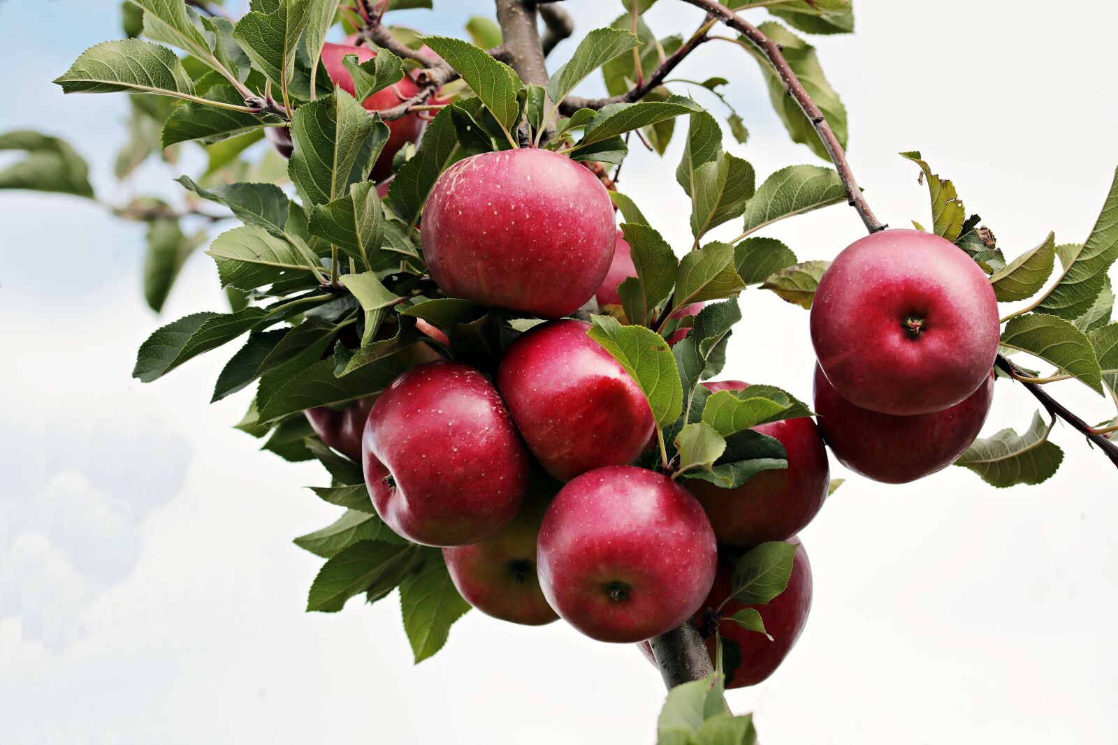 Canon EOS 80D sample photo. Apple, red, red apple photography
