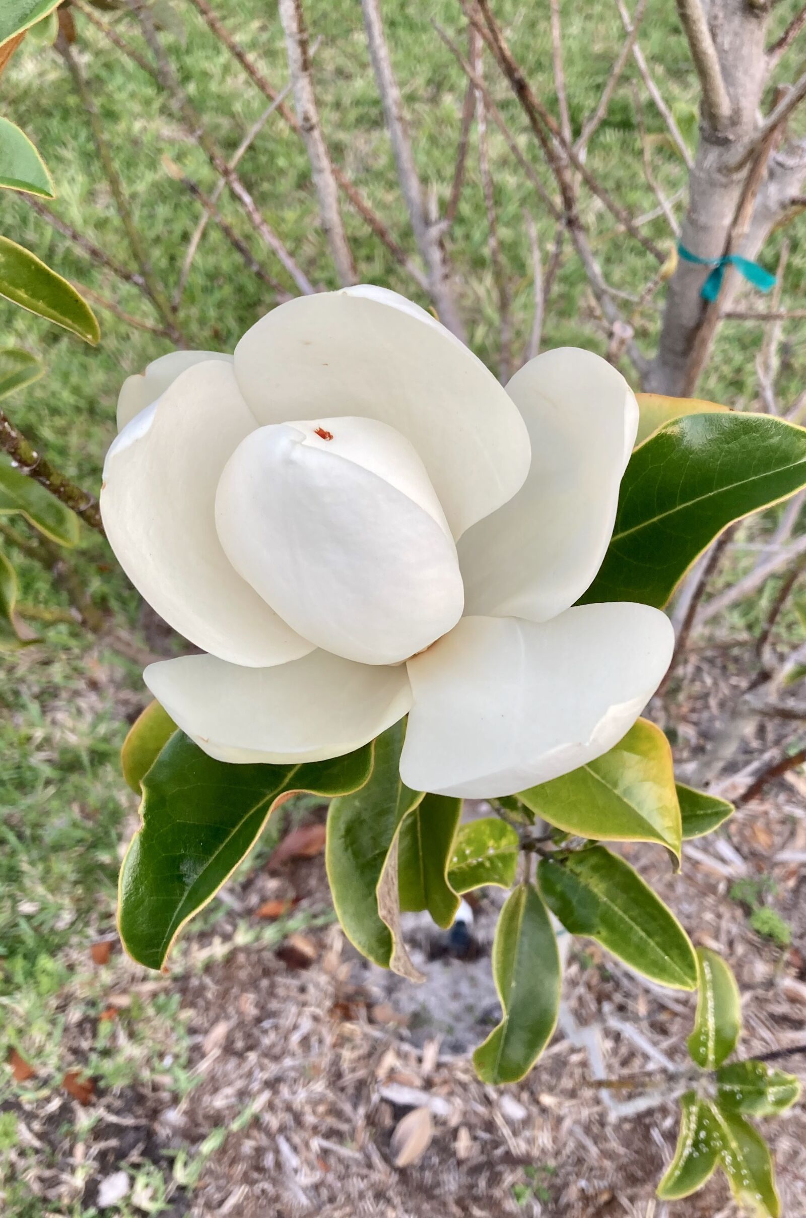 Apple iPhone SE (2nd generation) sample photo. Magnolia, common flowering tree photography