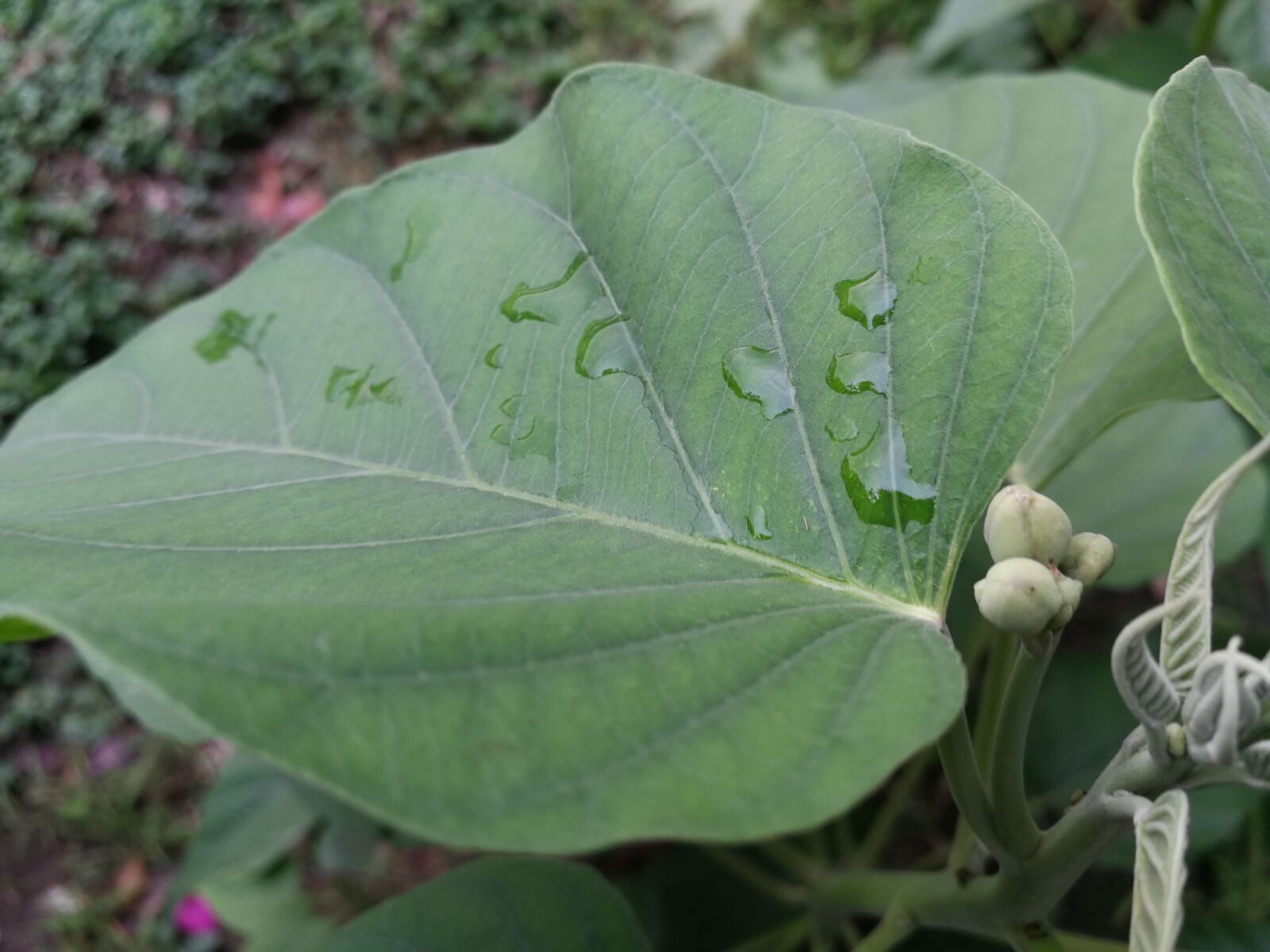 HUAWEI P10 sample photo. Nature, leaf, flora photography