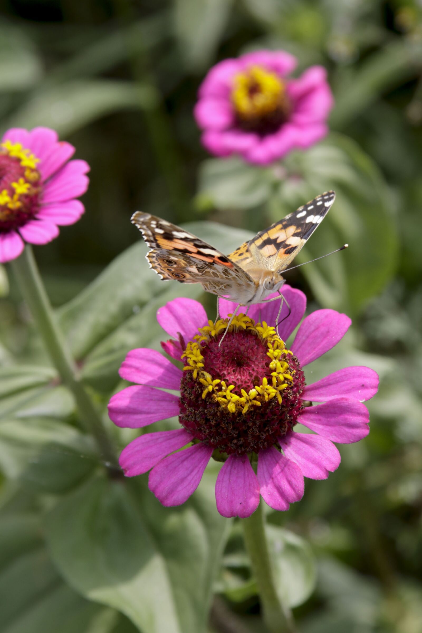 Canon EOS 50D sample photo. Flowers, butterfly, summer photography