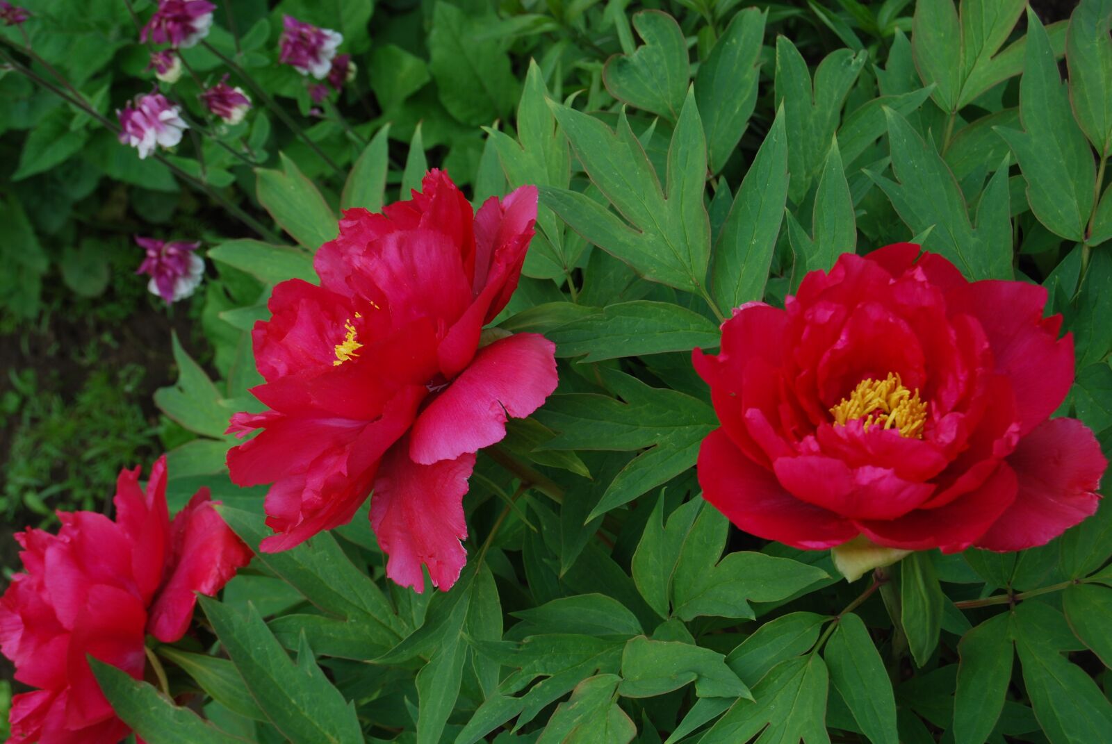 Nikon D40X sample photo. Flower, red, nature photography
