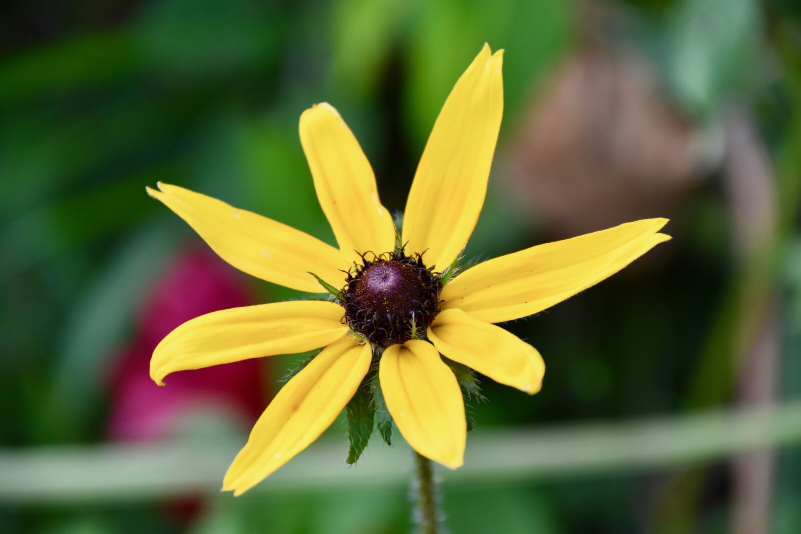 Nikon D5600 sample photo. Flower, yellow flower, petals photography