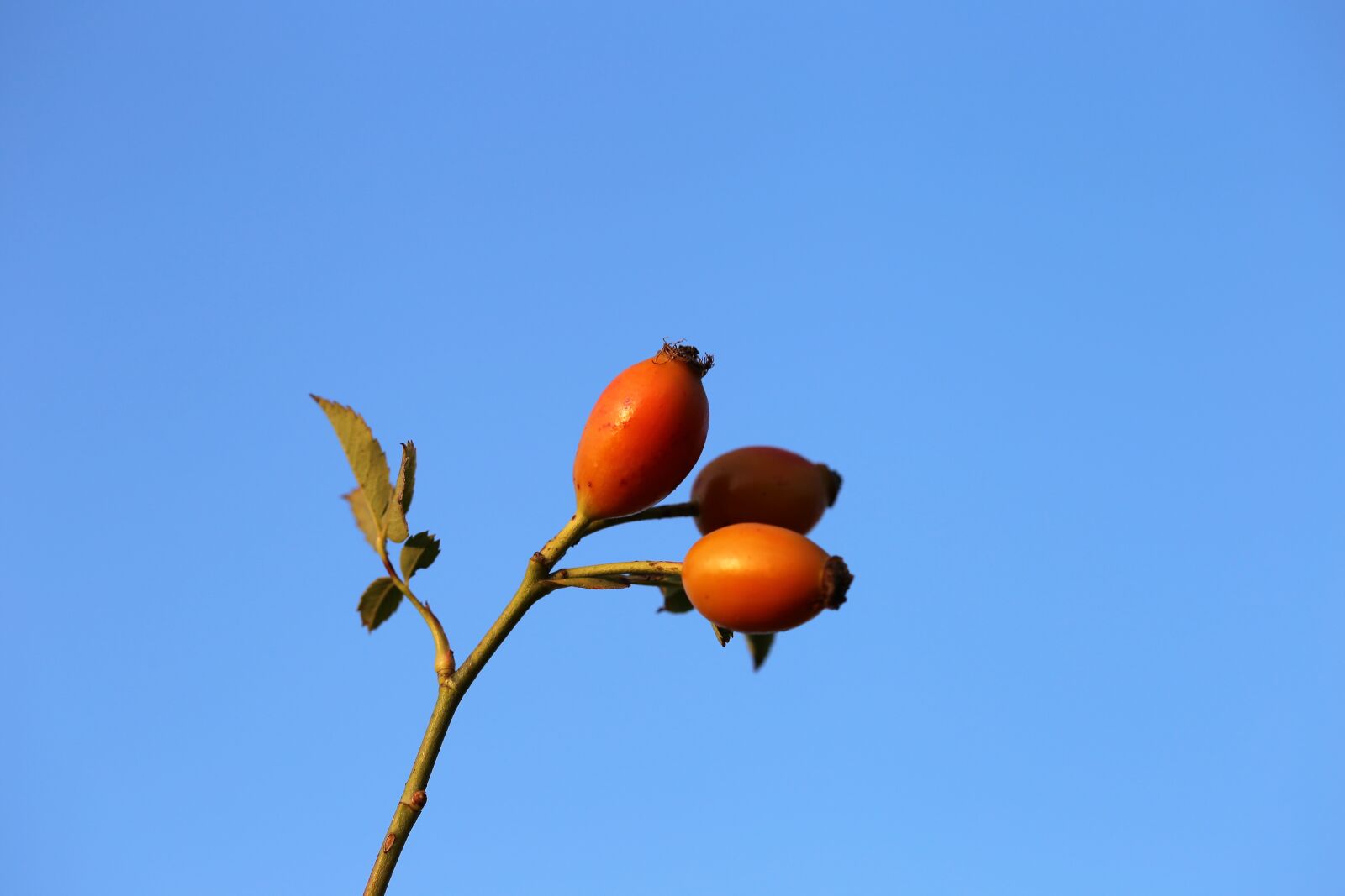 Canon EOS 6D + Canon EF 100mm F2.8 Macro USM sample photo. Dog rose, red, plant photography