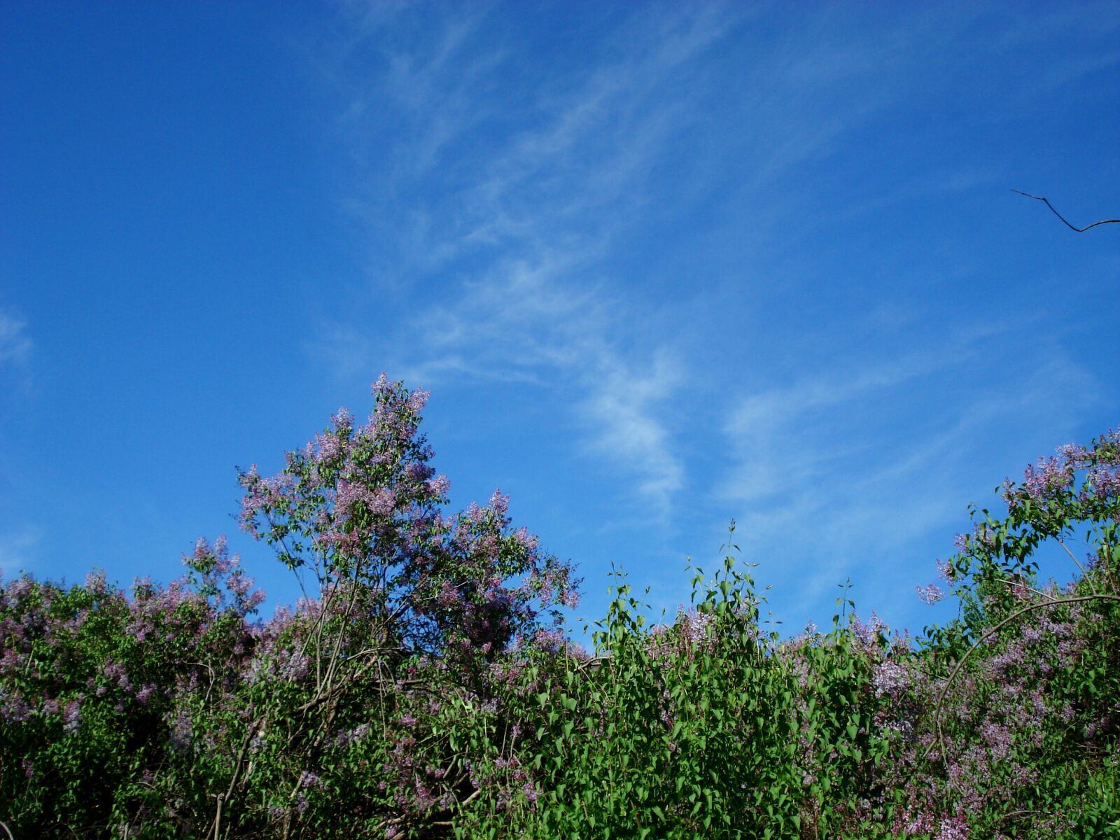 Sony DSC-W30 sample photo. Landscape, nature, bloom photography
