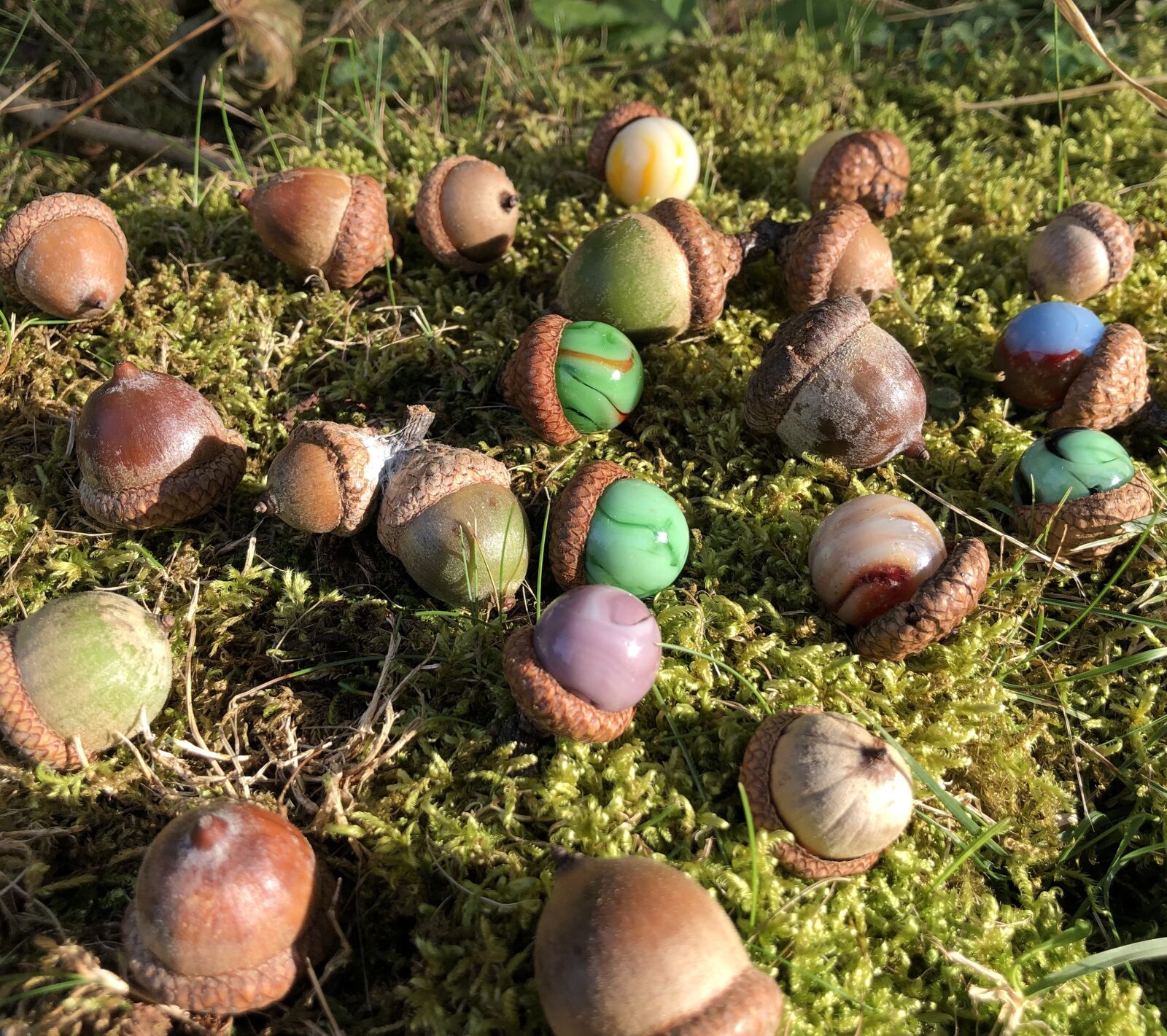 Apple iPhone 8 sample photo. Marbles, acorns, oaks photography