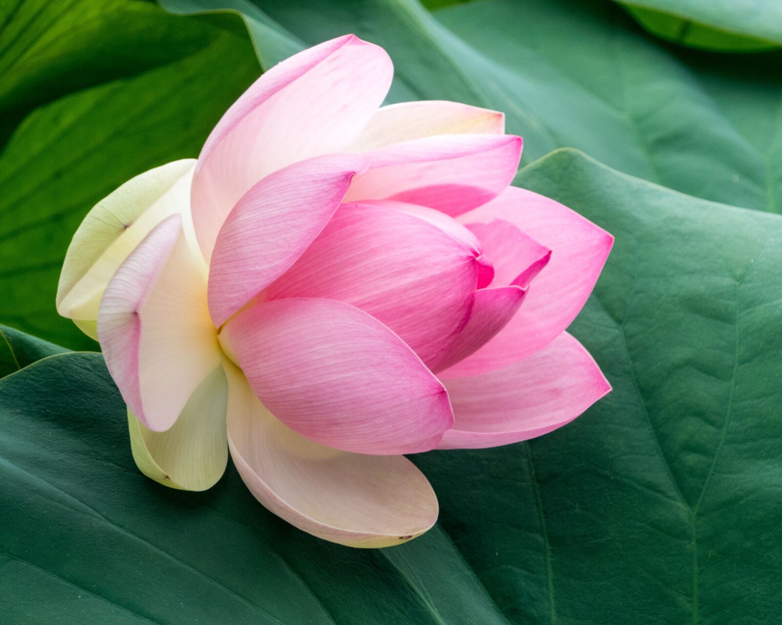 Panasonic Lumix DMC-FZ300 sample photo. Botany, lotus, flower photography