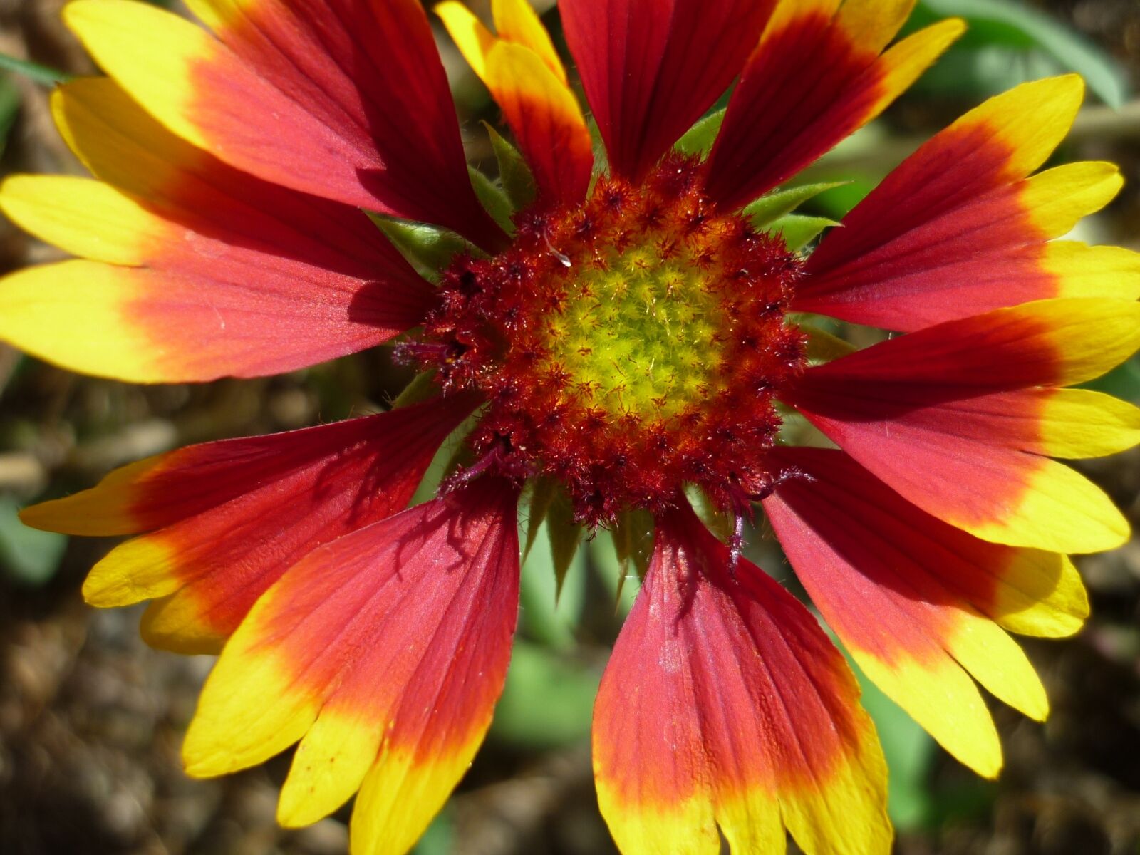 Panasonic Lumix DMC-FS6 sample photo. M dchenauge, nature, colorful photography