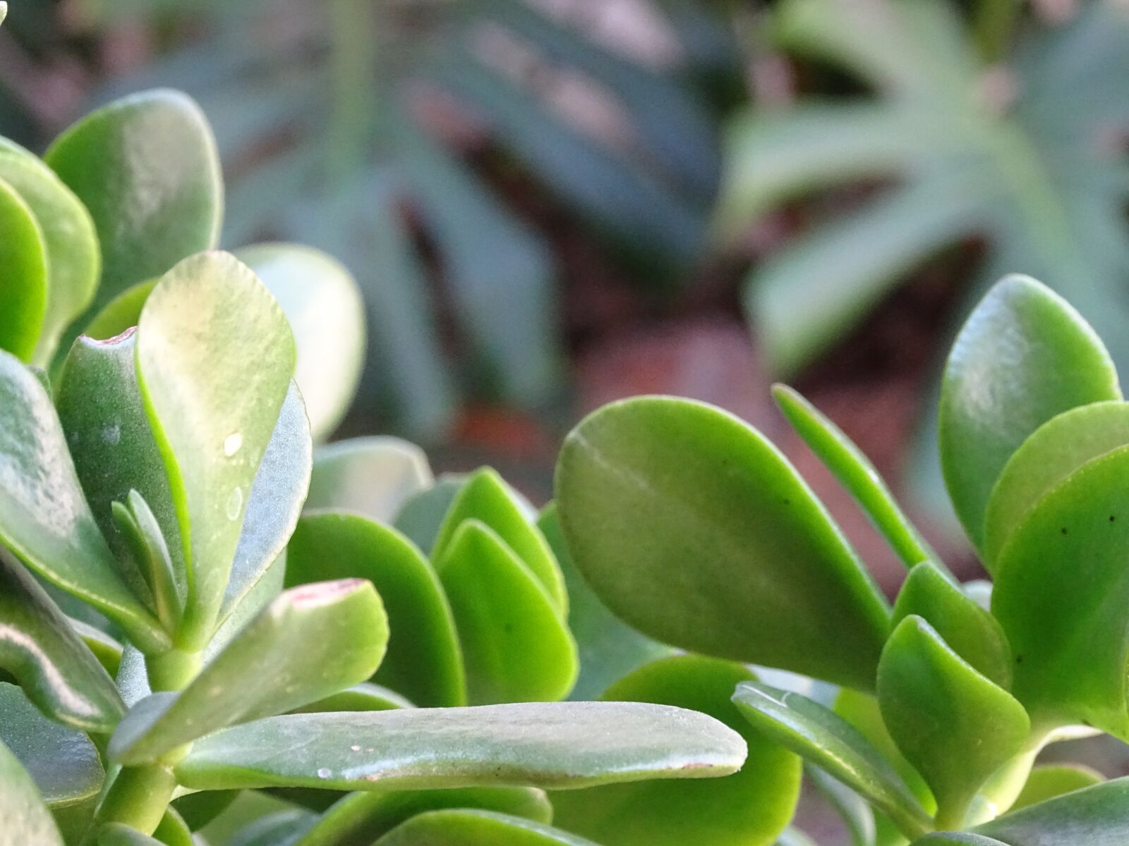 Sony Cyber-shot DSC-HX400V sample photo. Jardin, suculenta, vegetacion photography
