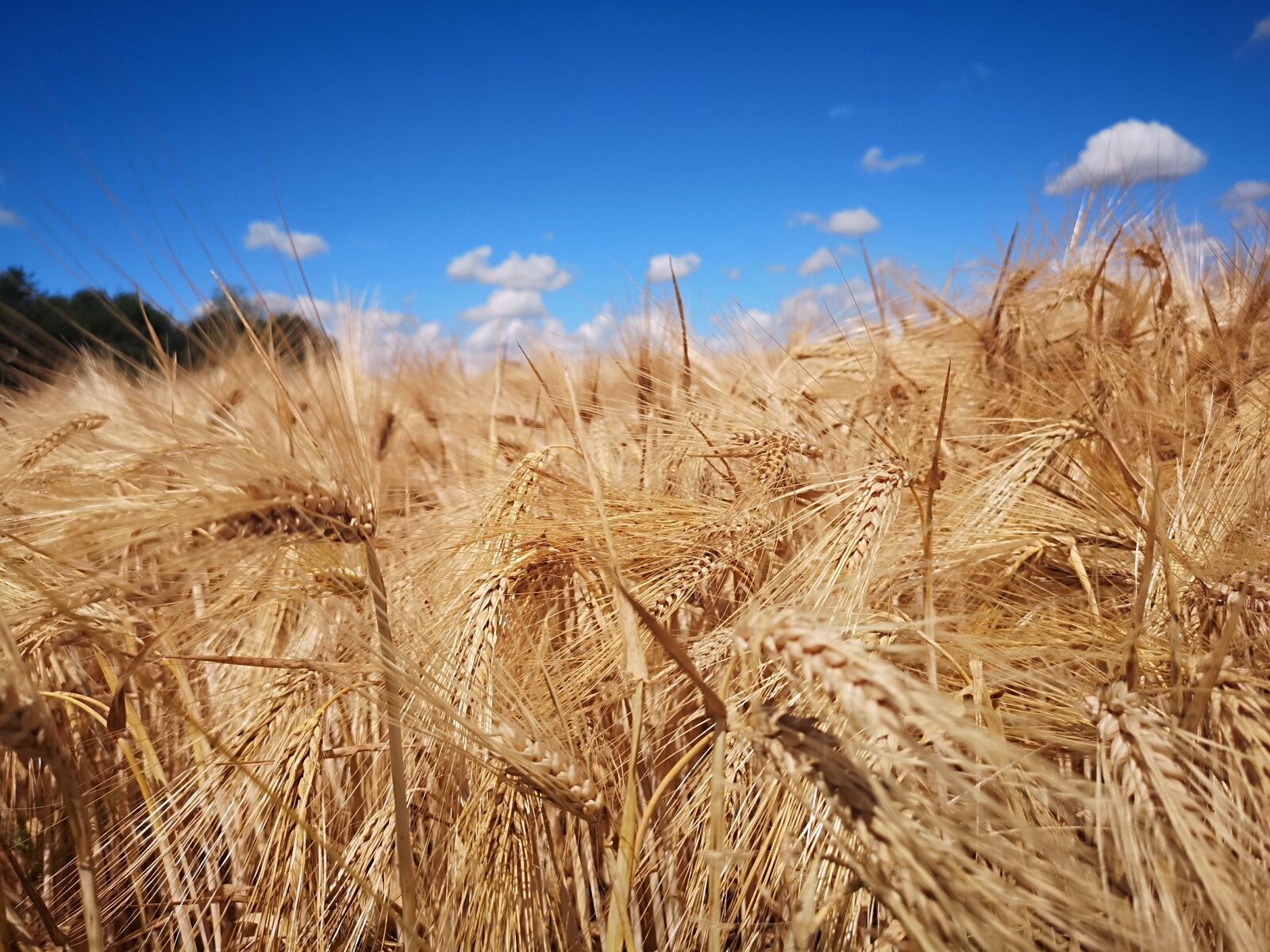 HUAWEI CLT-L29 sample photo. Wheat, harvest, agriculture photography