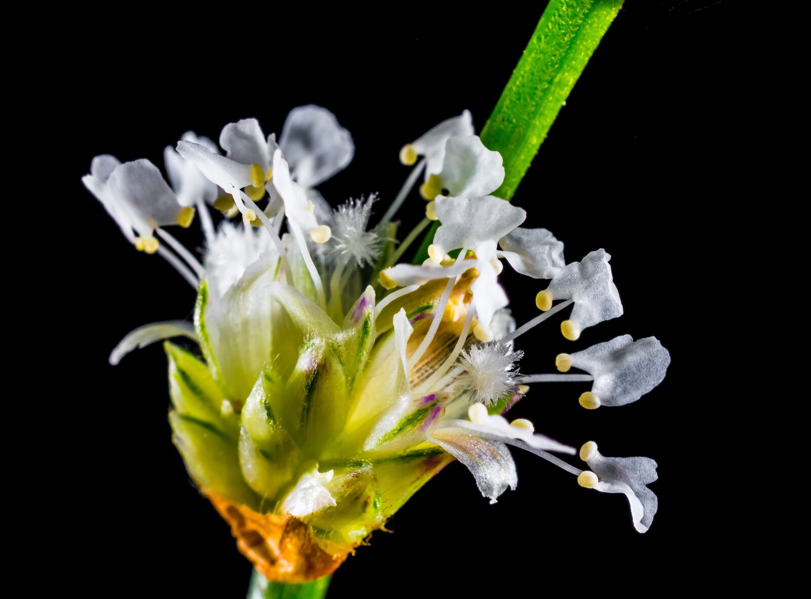 Nikon D5200 sample photo. Small flower, wild flower photography