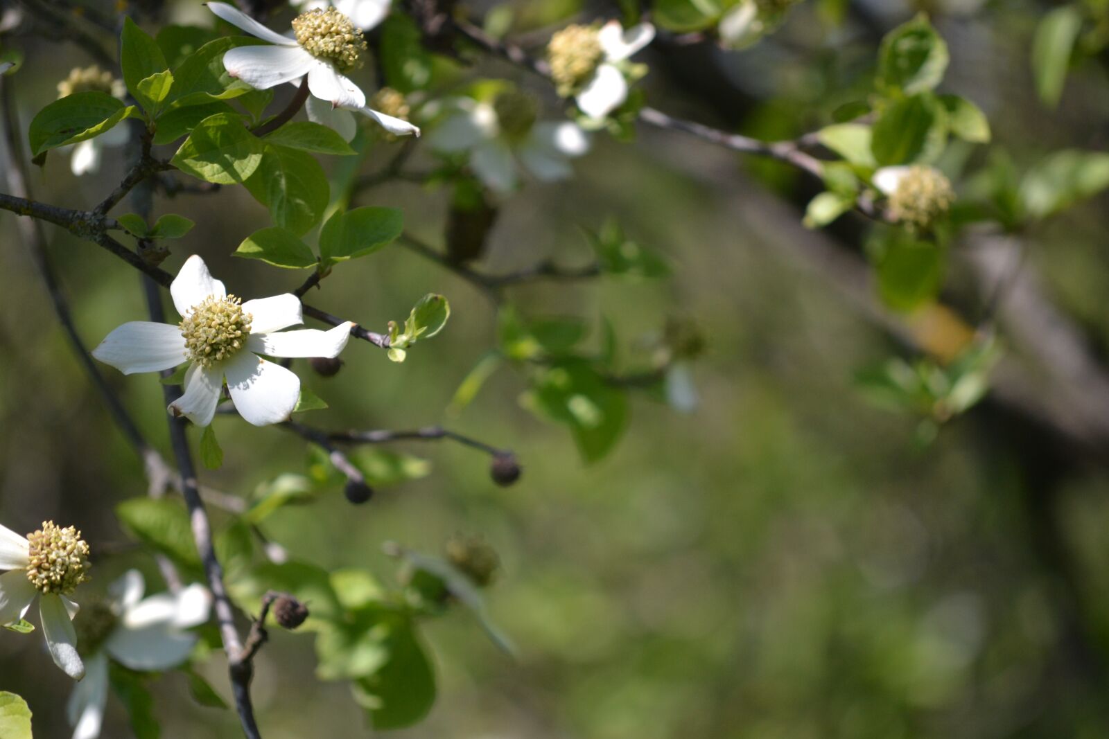Nikon D3100 sample photo. Dogwood, flower, tree photography