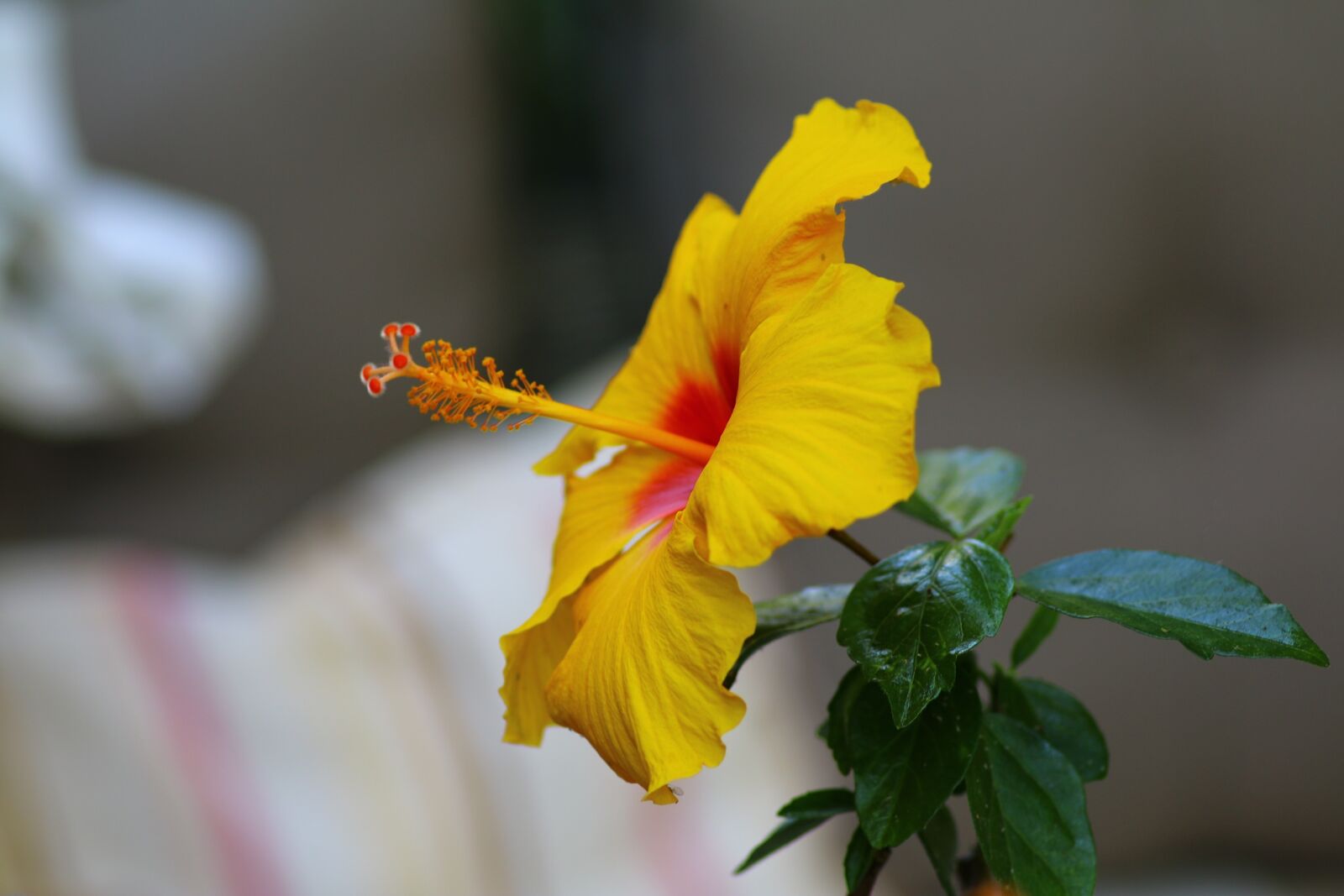 Canon EOS 70D sample photo. Hibiscus, yellow, exotic flower photography