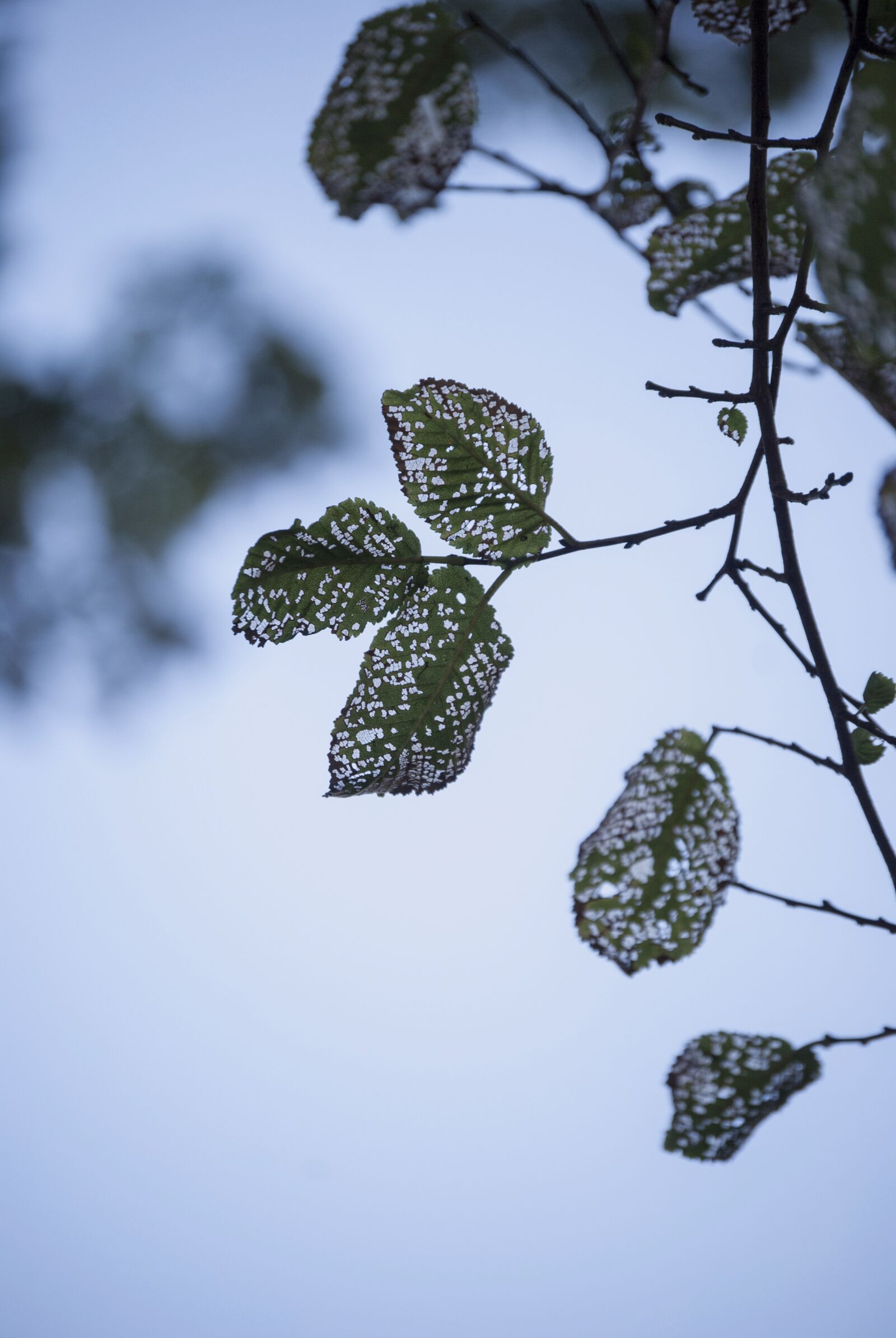 Nikon D60 sample photo. Leaf, leaves, nature photography