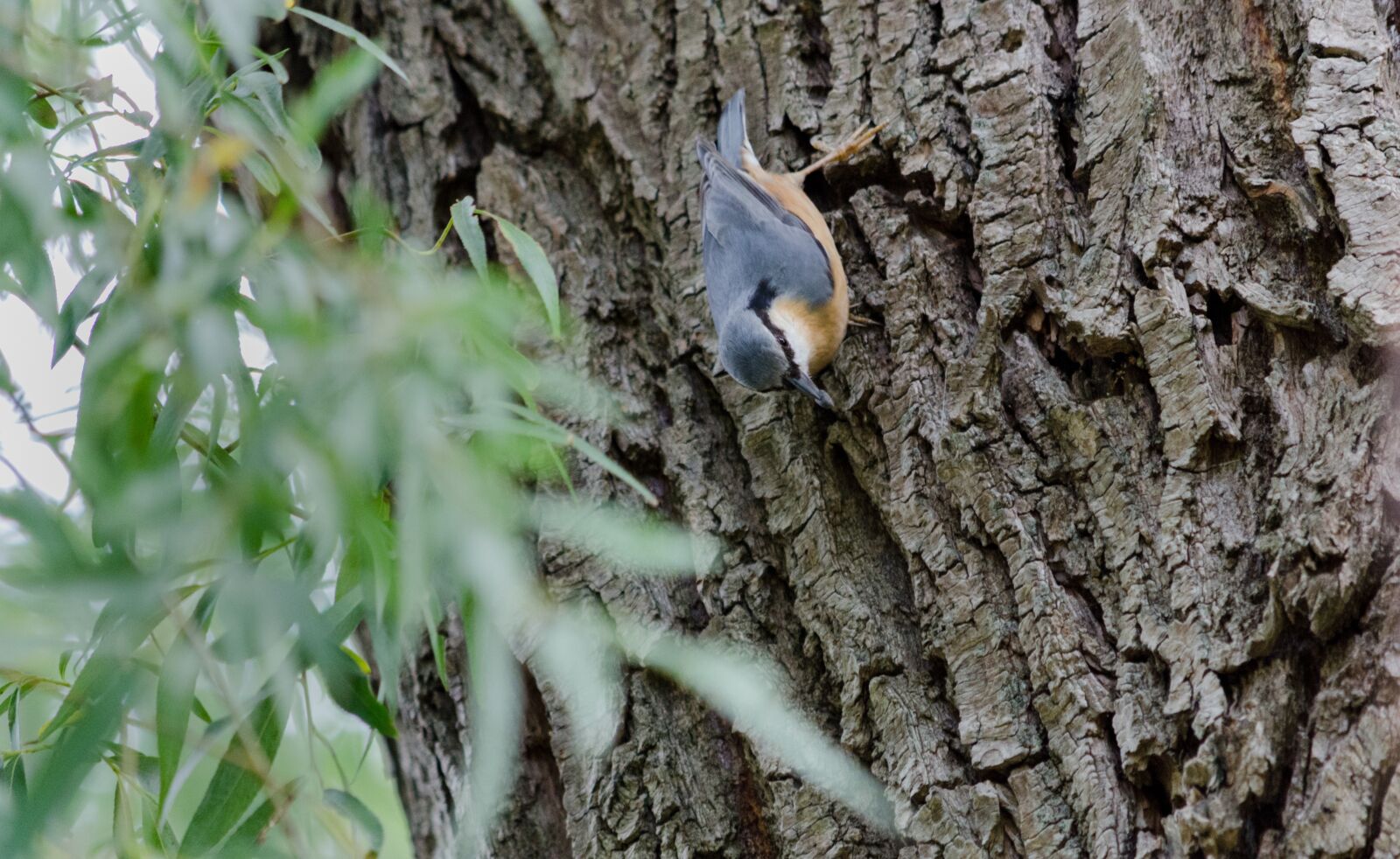Nikon D5100 sample photo. Kleiber, bird, nature photography