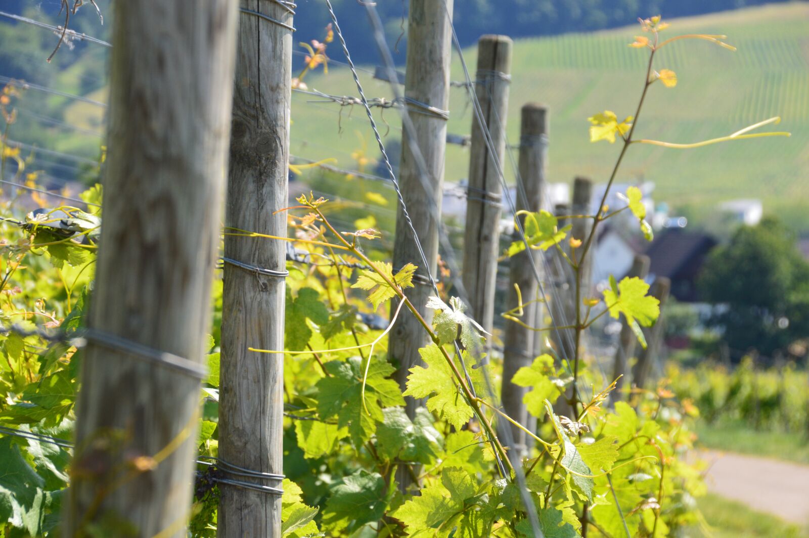 Nikon D3200 sample photo. Vines, green, grapes photography