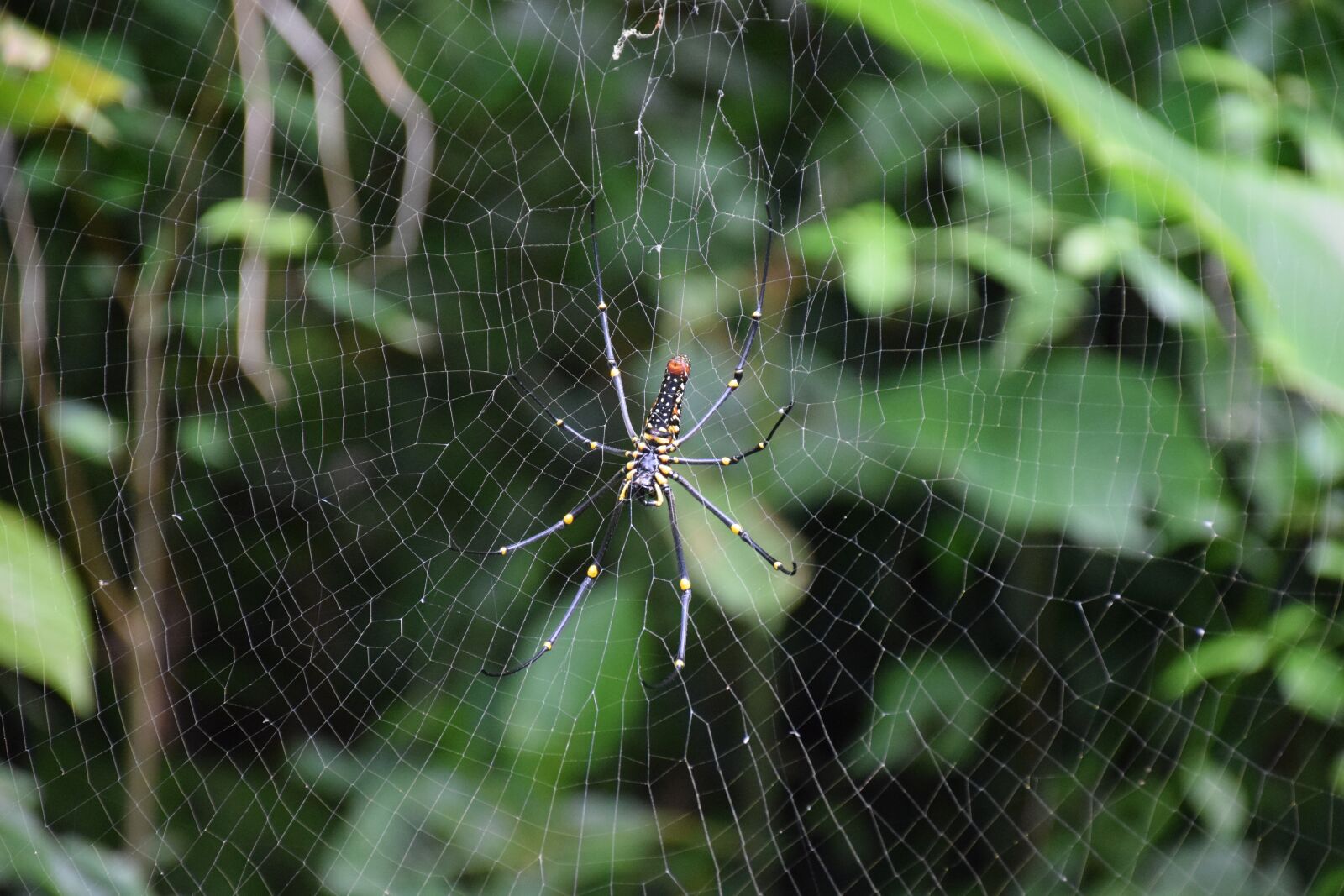Nikon D5300 sample photo. Spider, insect, net photography