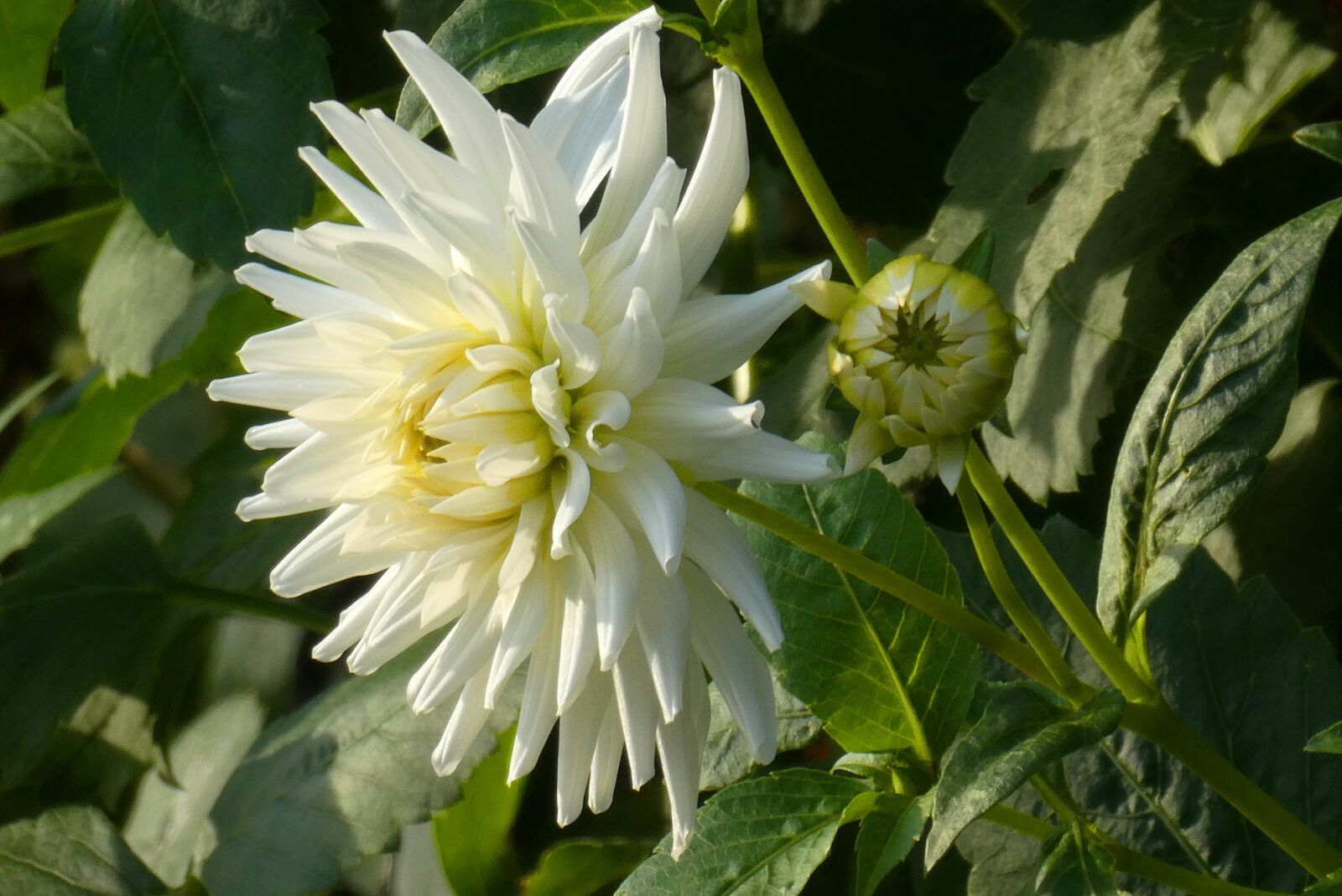Panasonic Lumix DC-ZS70 (Lumix DC-TZ90) sample photo. Chrysanthemum, flowers, bloom photography