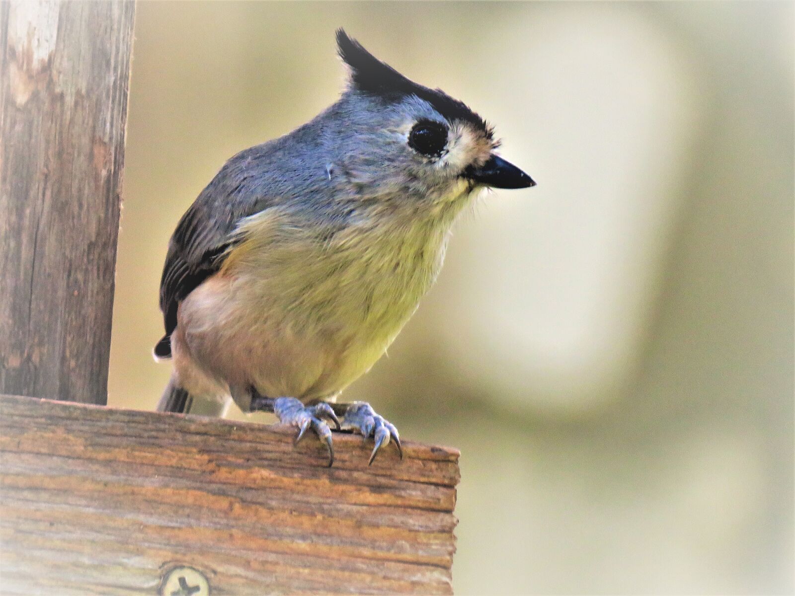 Canon PowerShot SX60 HS sample photo. Bird, cute, close up photography