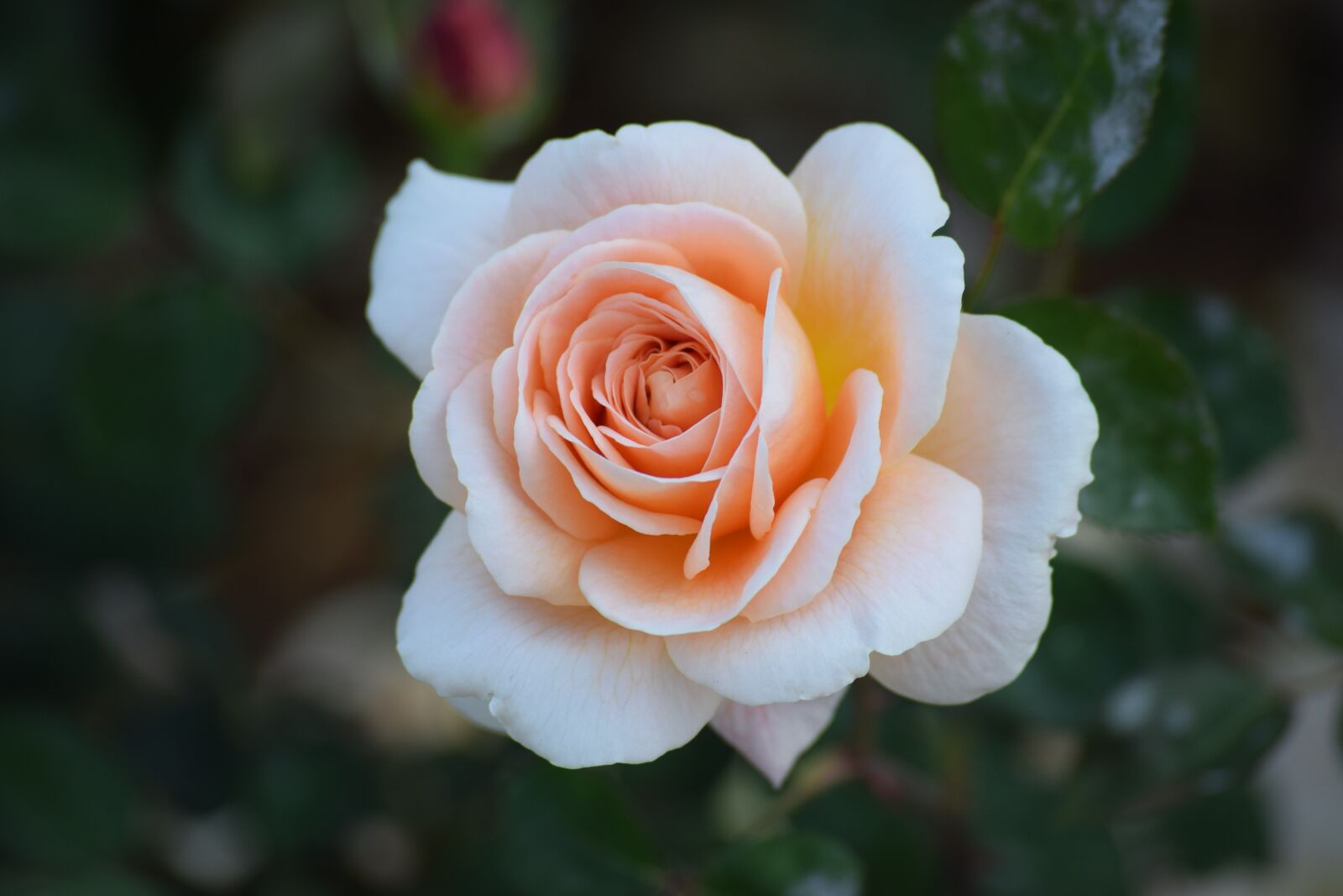Nikon D3300 sample photo. Rose, peach, flower photography
