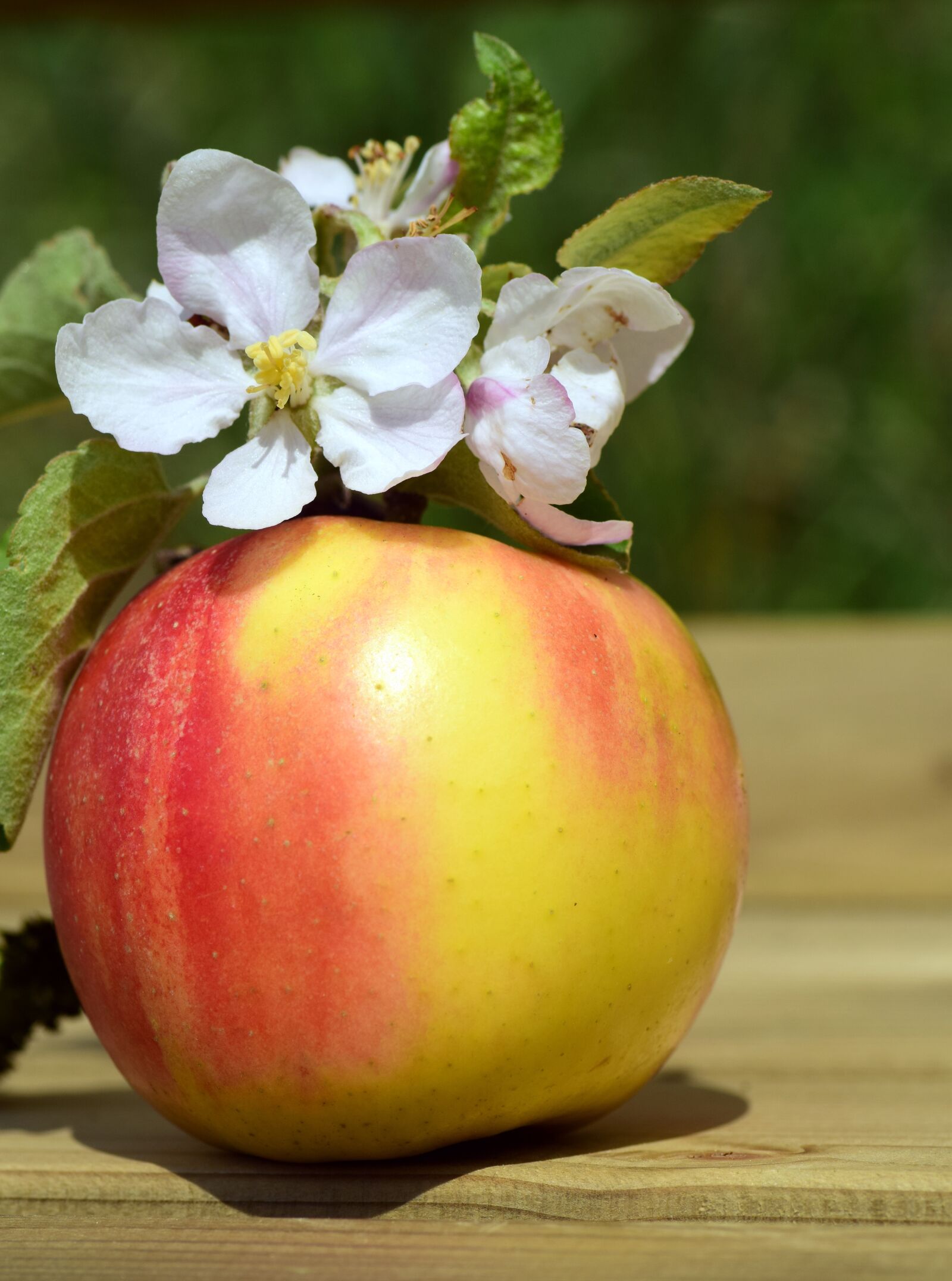 Nikon D3300 sample photo. Apple, apple blossom, spring photography