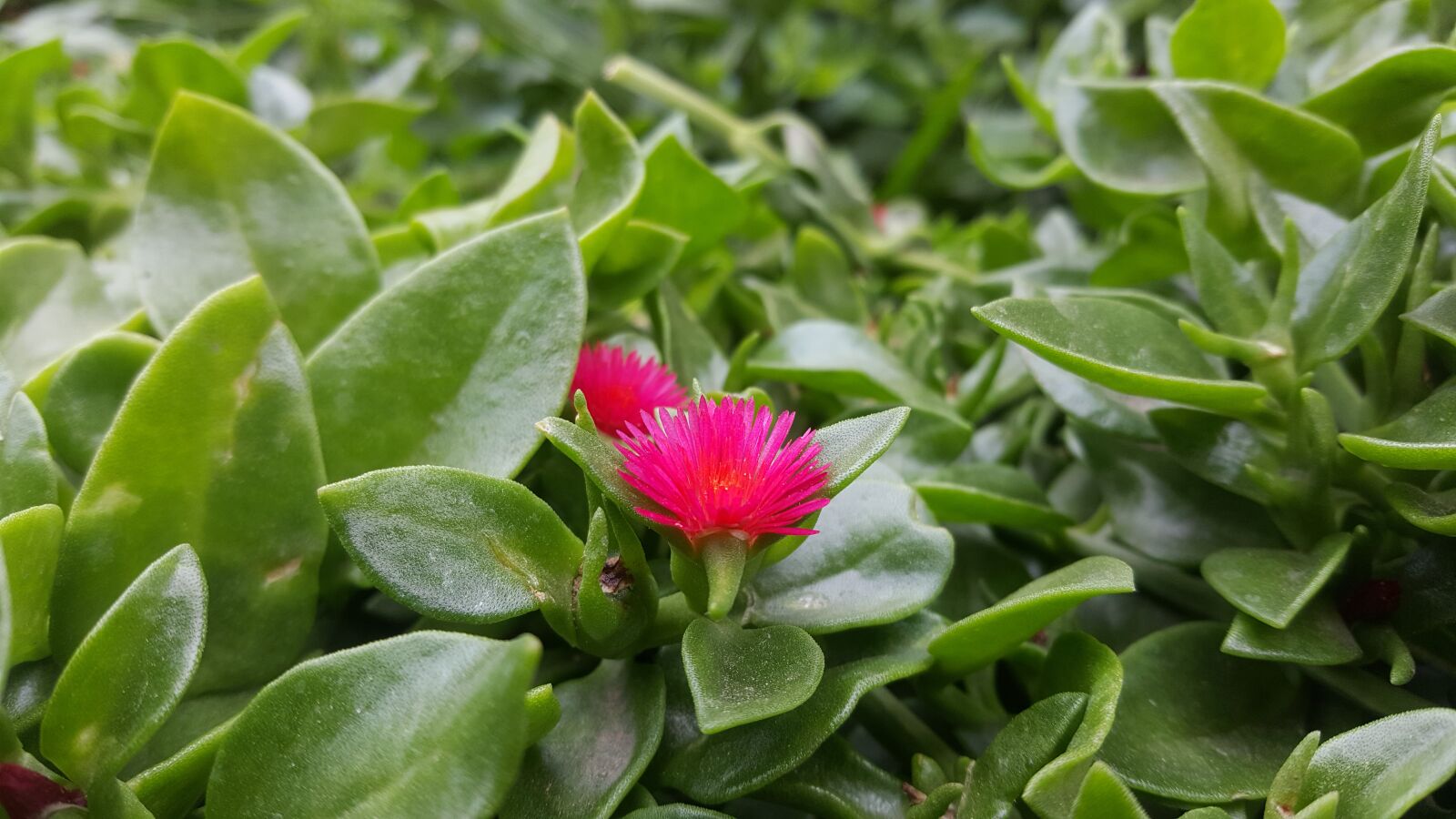 Samsung GALAXY S6 edge sample photo. Nature, leaf, plant photography