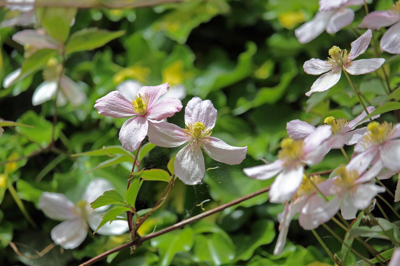 Canon EOS 700D (EOS Rebel T5i / EOS Kiss X7i) sample photo. Clematis, climber plant, close photography