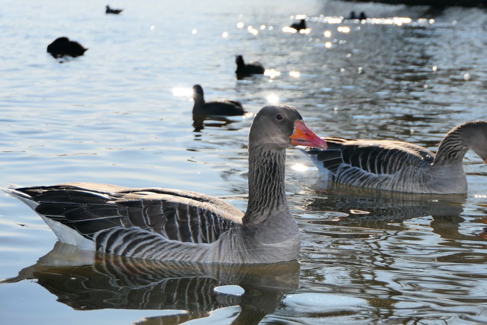 Panasonic Lumix DMC-FZ2500 (Lumix DMC-FZ2000) sample photo. Goose in the sun photography