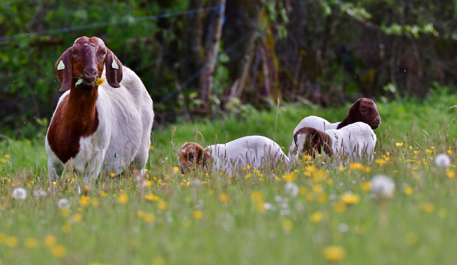 Nikon D500 sample photo. Goat, kids, mammal photography