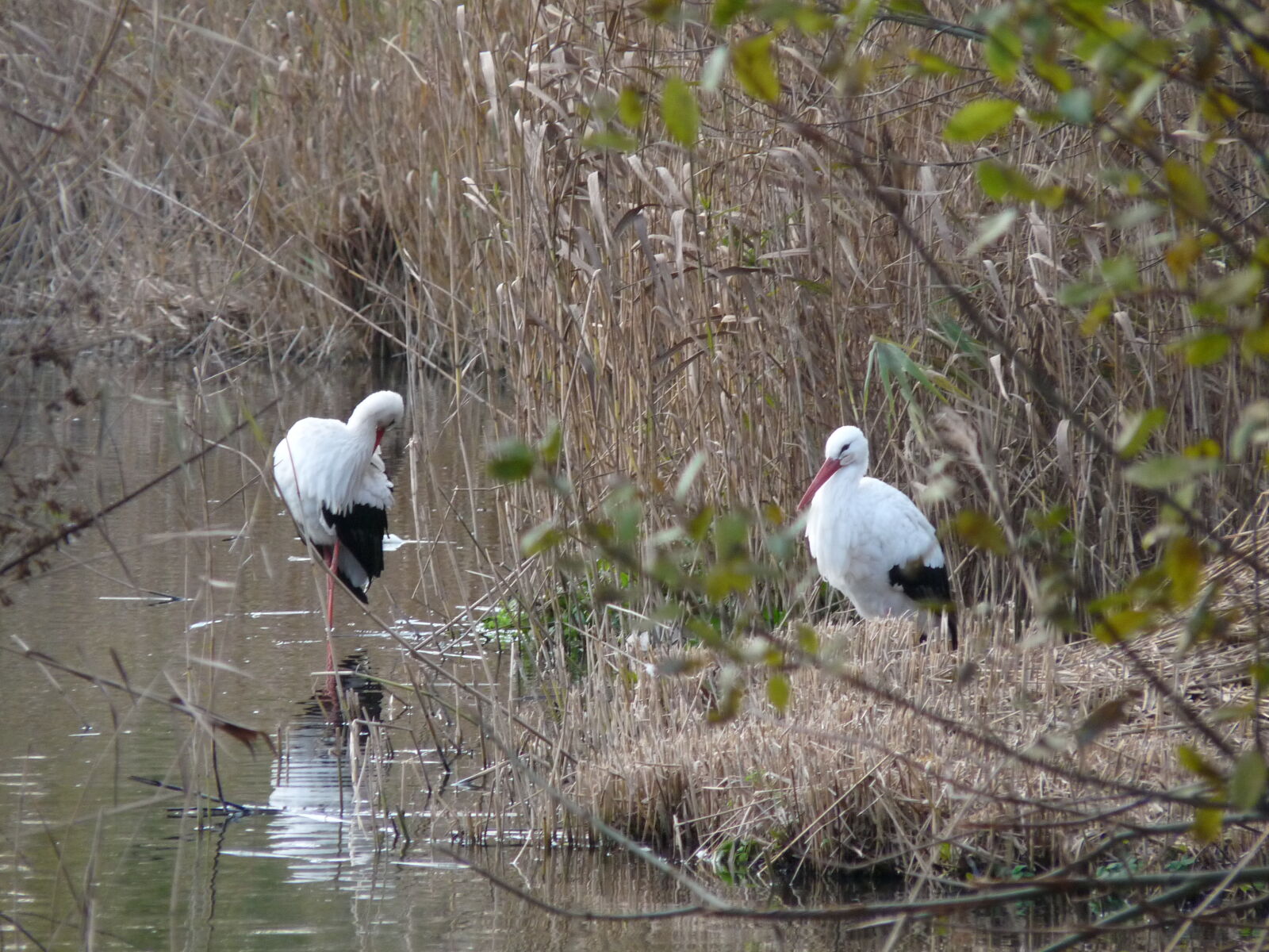 Panasonic Lumix DMC-FZ28 sample photo. Birds, lake, nature, reed photography