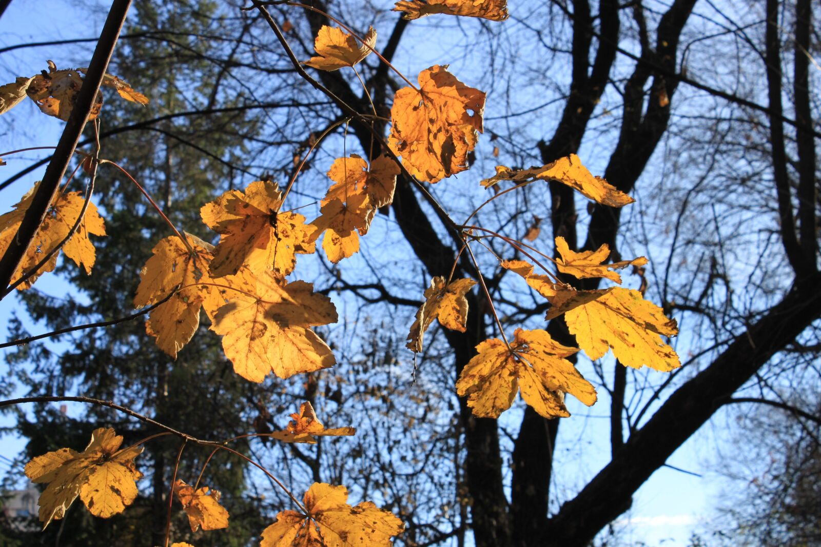 Canon EOS 500D (EOS Rebel T1i / EOS Kiss X3) sample photo. Fall, golden, leaves photography