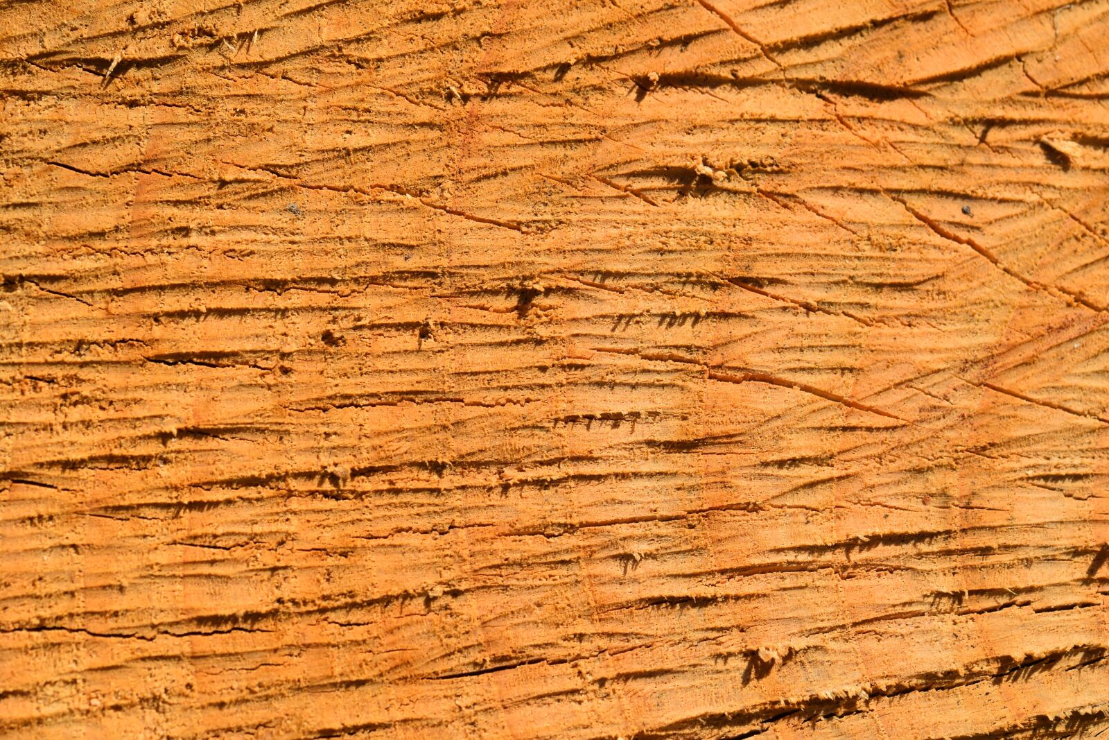 Nikon D5600 sample photo. Wood, wood cutting, tree photography
