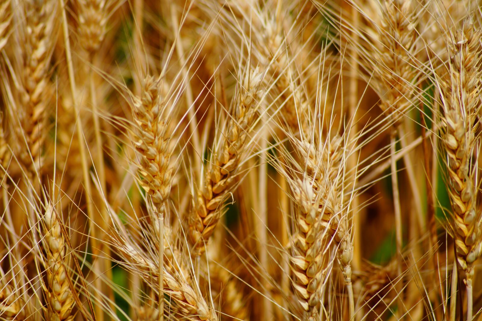 Sony SLT-A58 sample photo. Wheat, fields, cereals photography