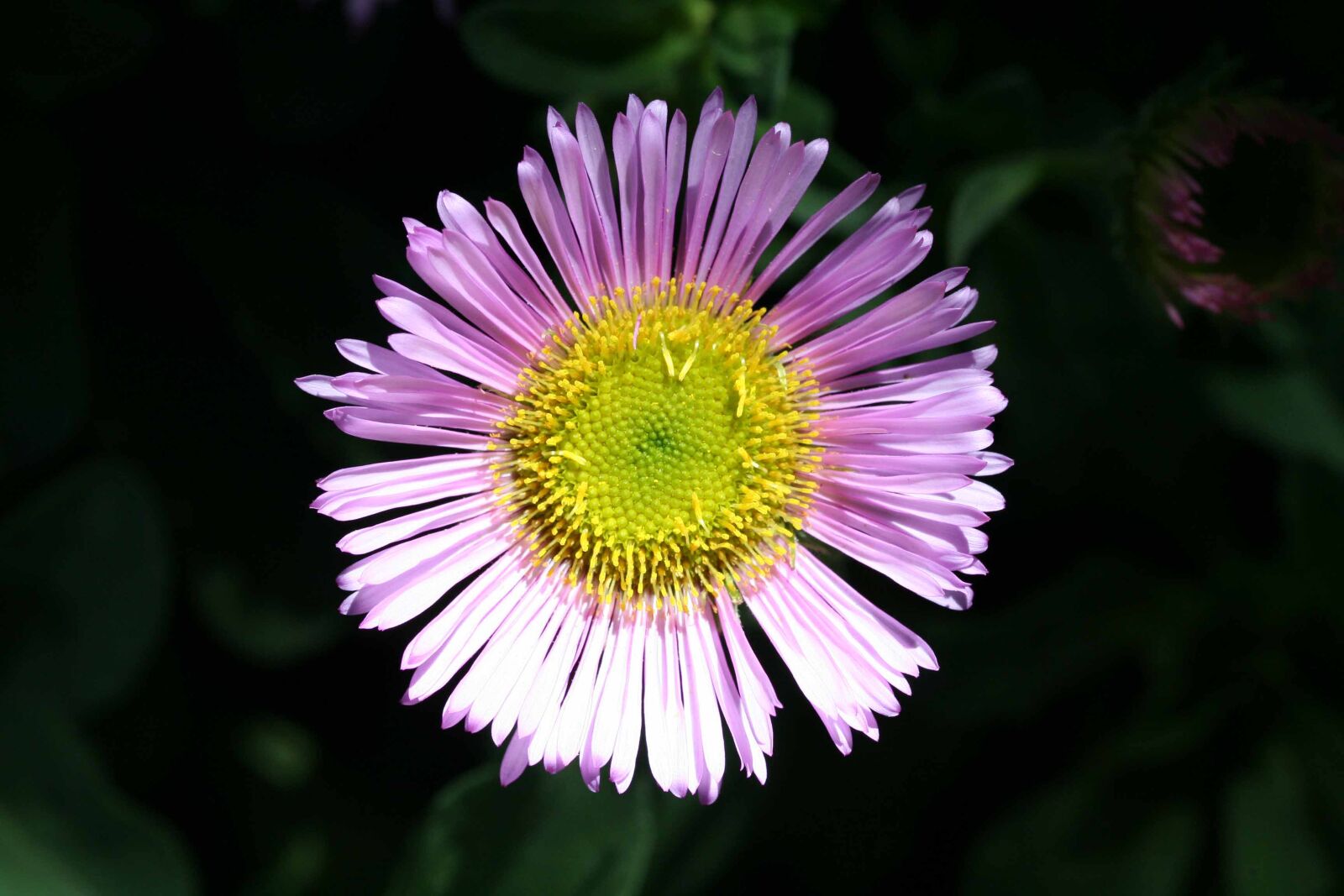 Canon EOS 350D (EOS Digital Rebel XT / EOS Kiss Digital N) sample photo. Mexican daisy, erigeron karvinskianus photography