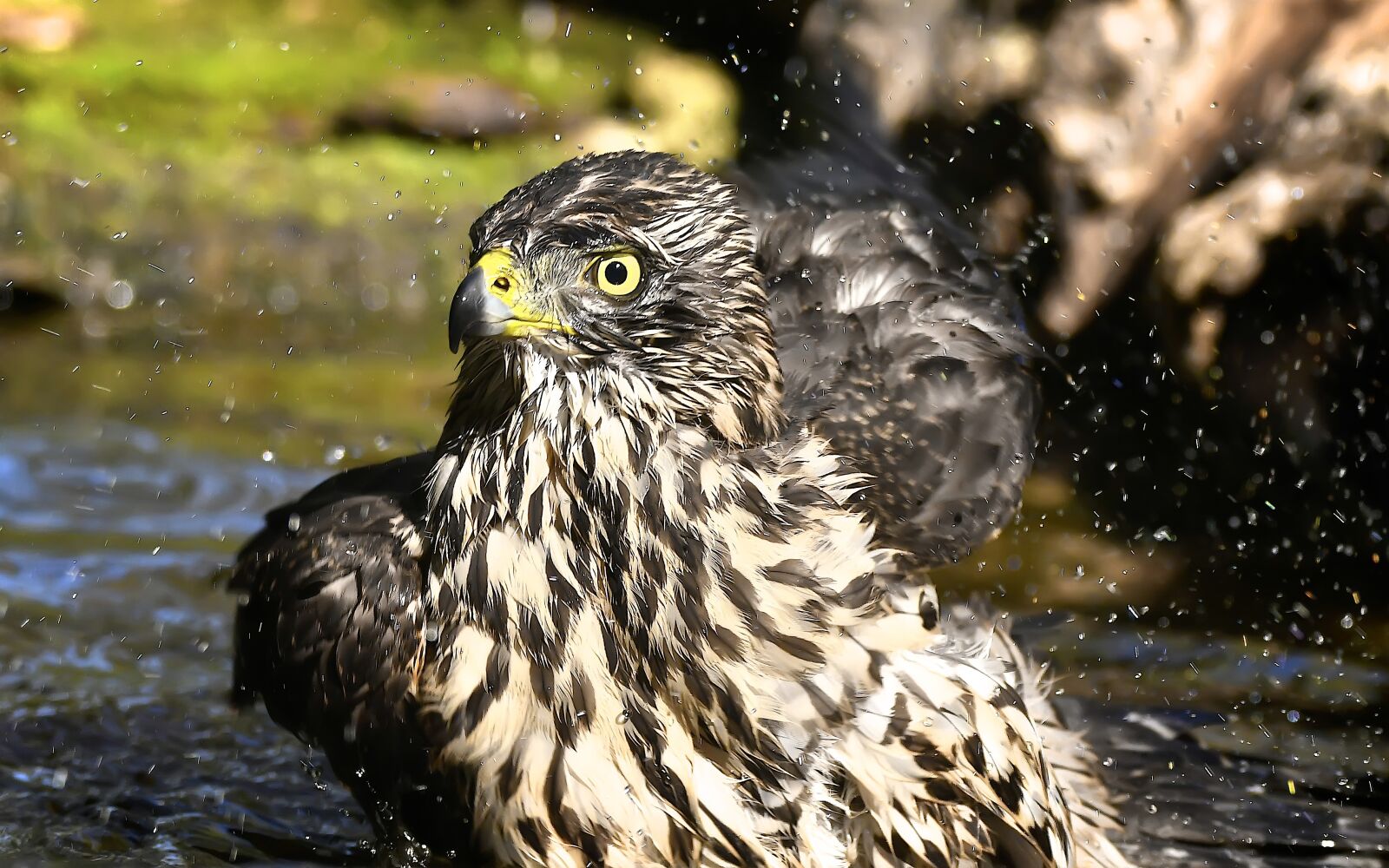 Nikon D500 sample photo. Birds, astor, bathing photography