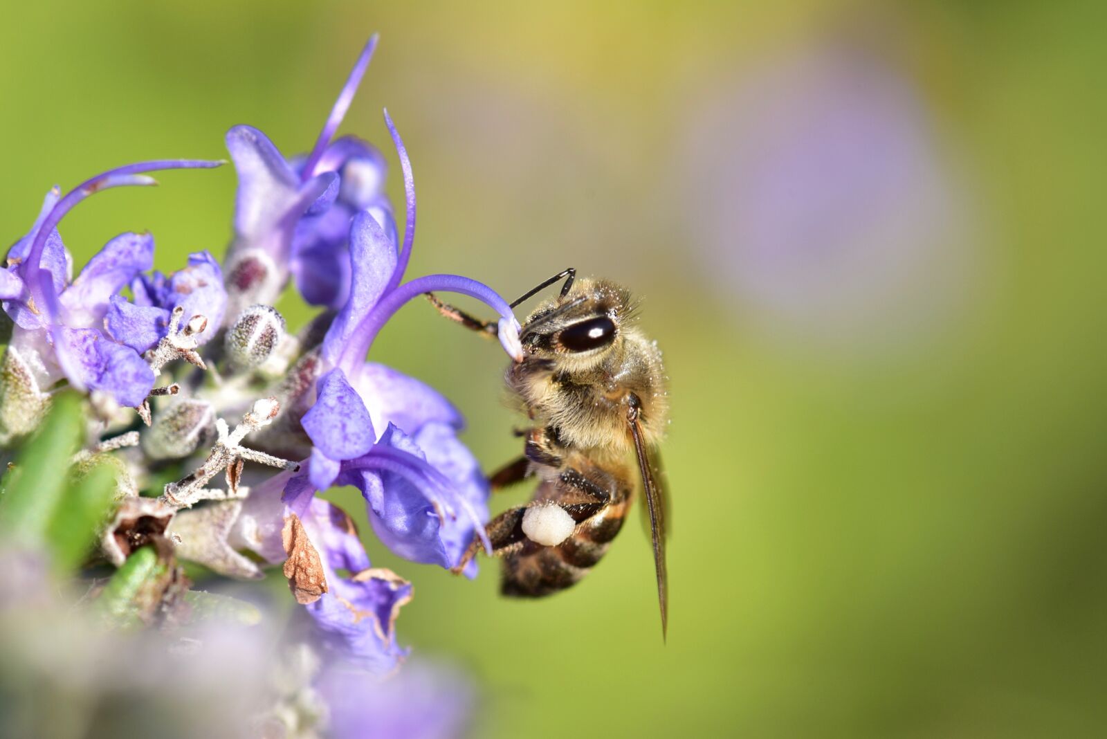 Nikon D750 sample photo. Bee, honeybee, pollen photography