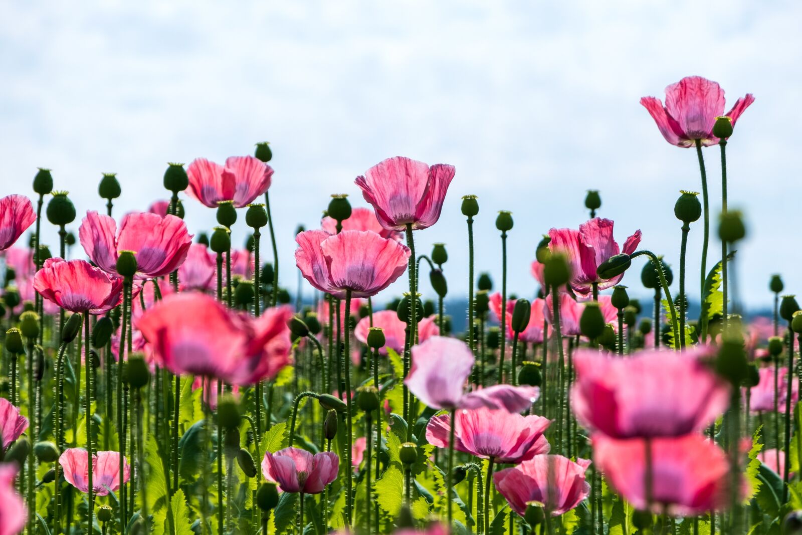 Fujifilm X-T3 sample photo. Poppy, nature, flowers photography