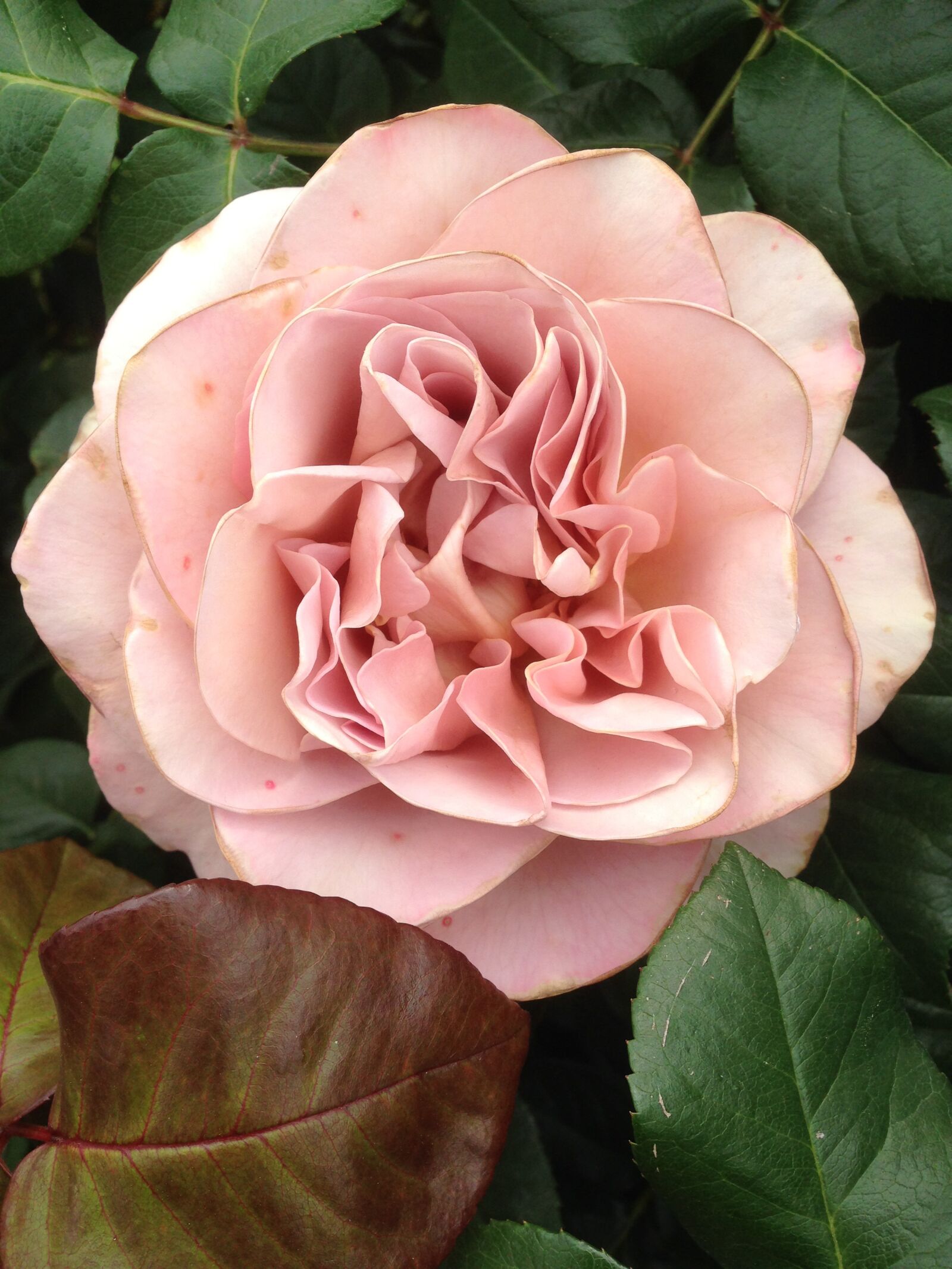 iPhone 5 back camera 4.12mm f/2.4 sample photo. Rose, cafe mocha, flowers photography